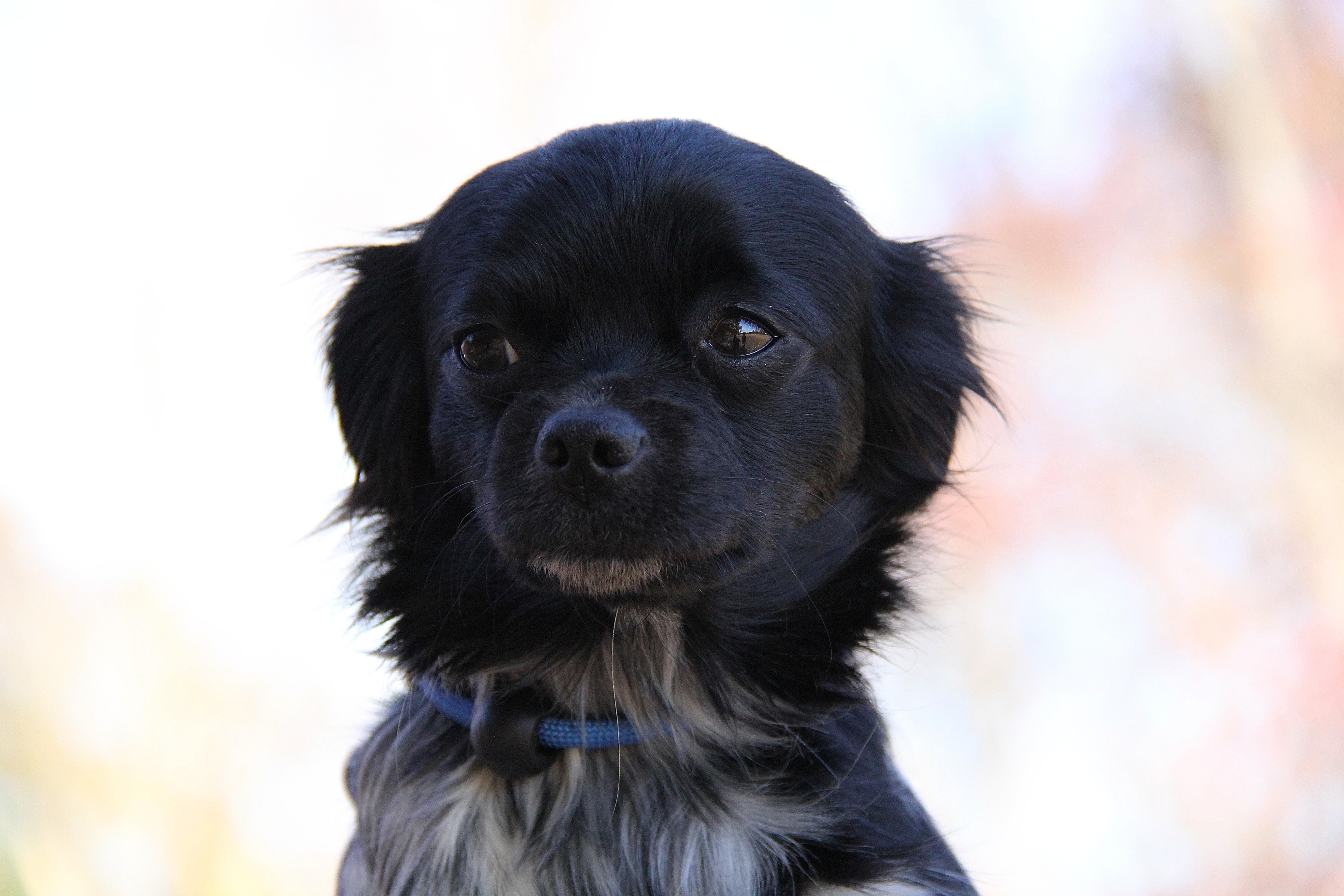 Vixen, Adoptable, Young Female Chihuahua.