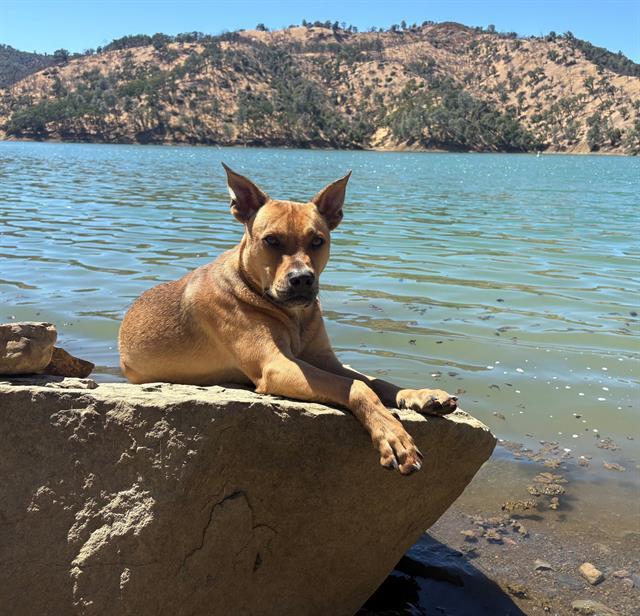 SAMUEL, Adoptable, Young Male Pit Bull Terrier & German Shepherd Dog.