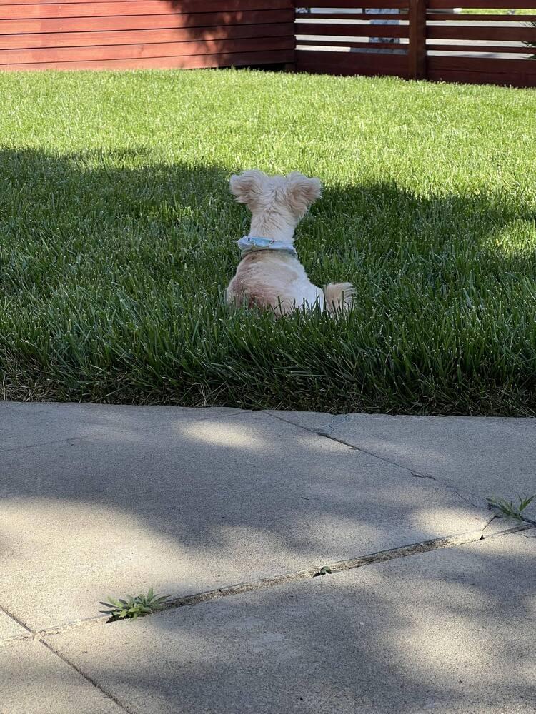 Enlarge Lukas, a Adoptable mixed breed in Claremont, CA image 2/5