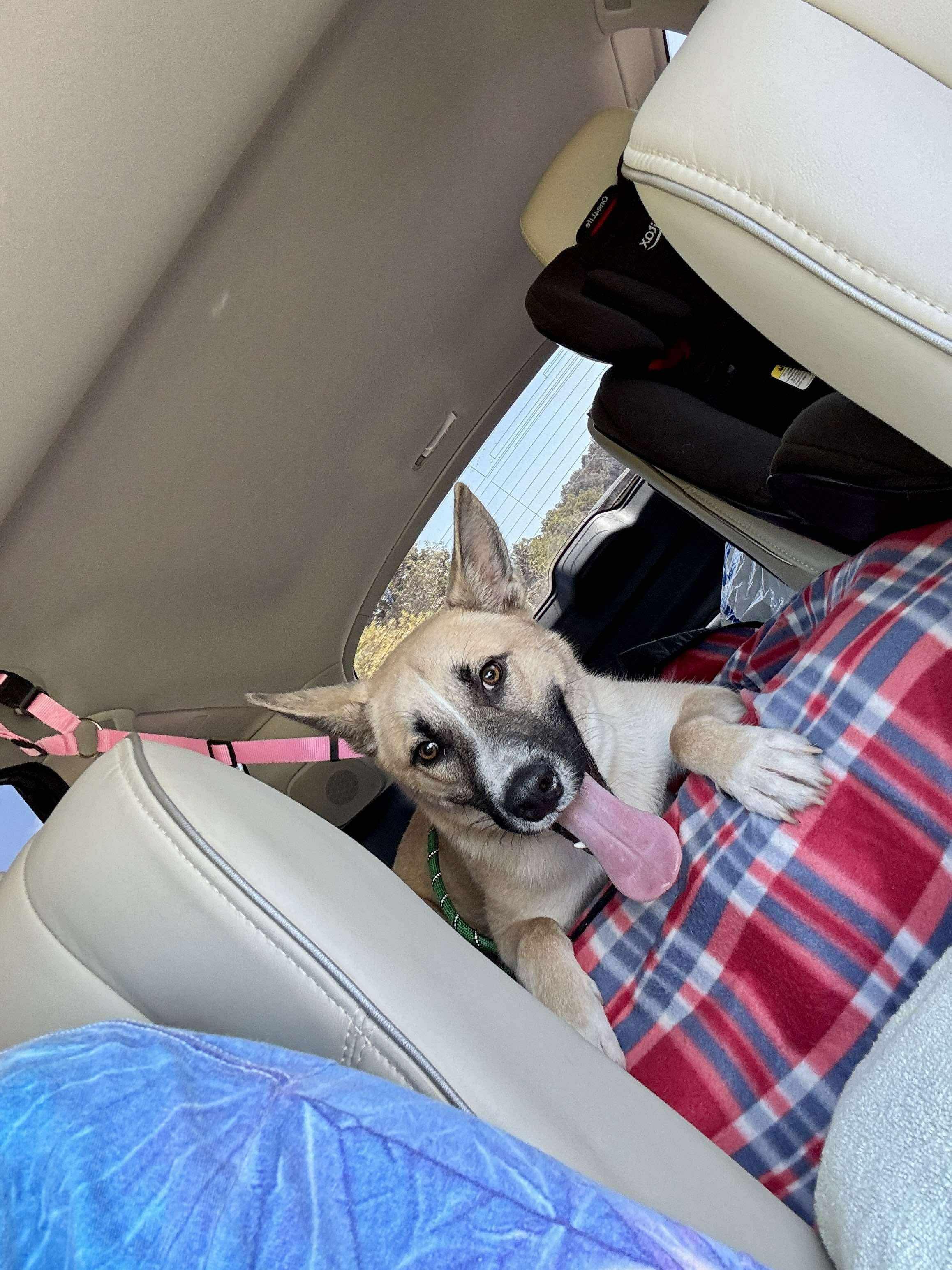 Enlarge Pretty Boy, a Adopted mixed breed in Nashville, TN image 2/6