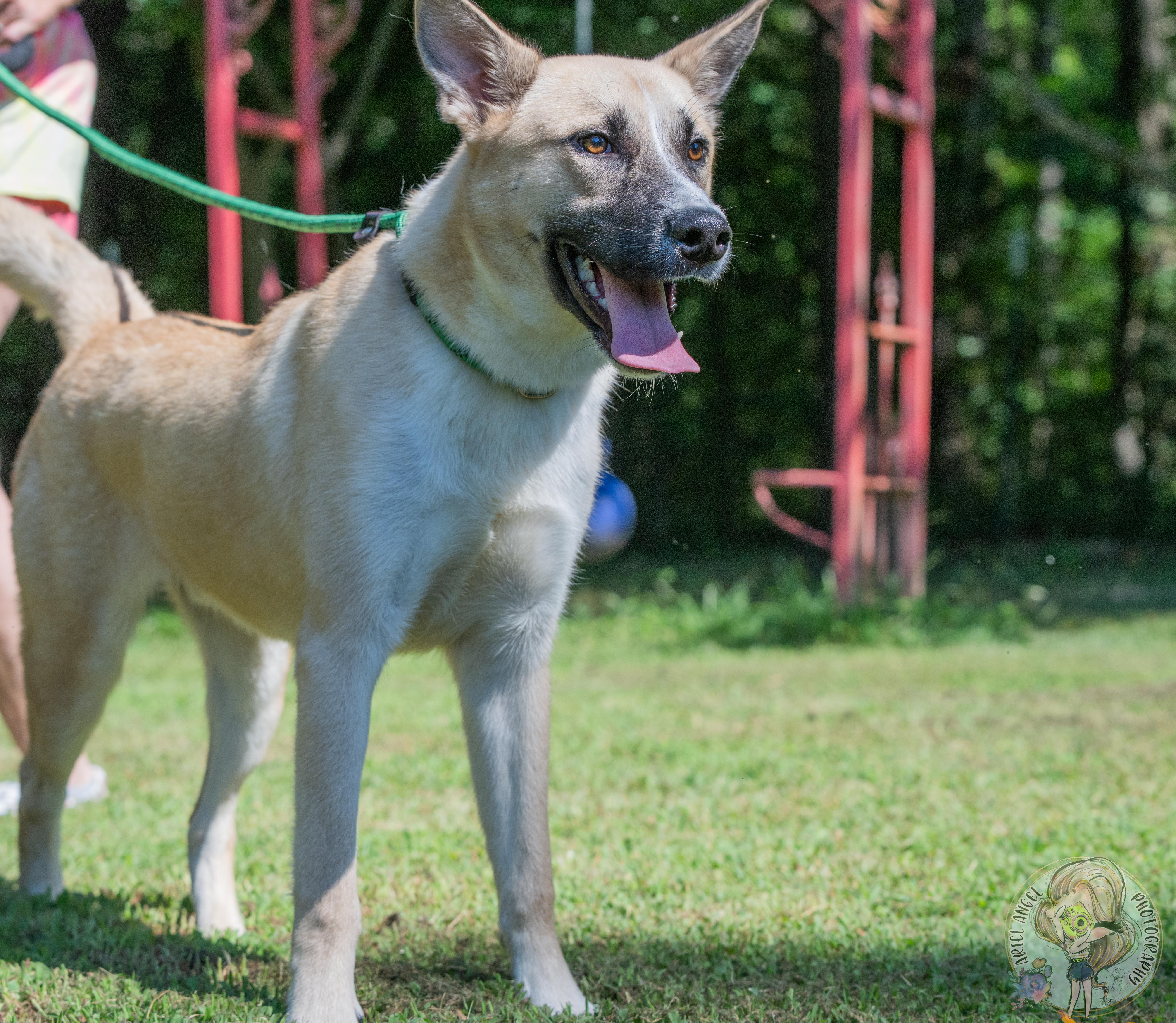 Enlarge Pretty Boy, a Adopted mixed breed in Nashville, TN image 1/6