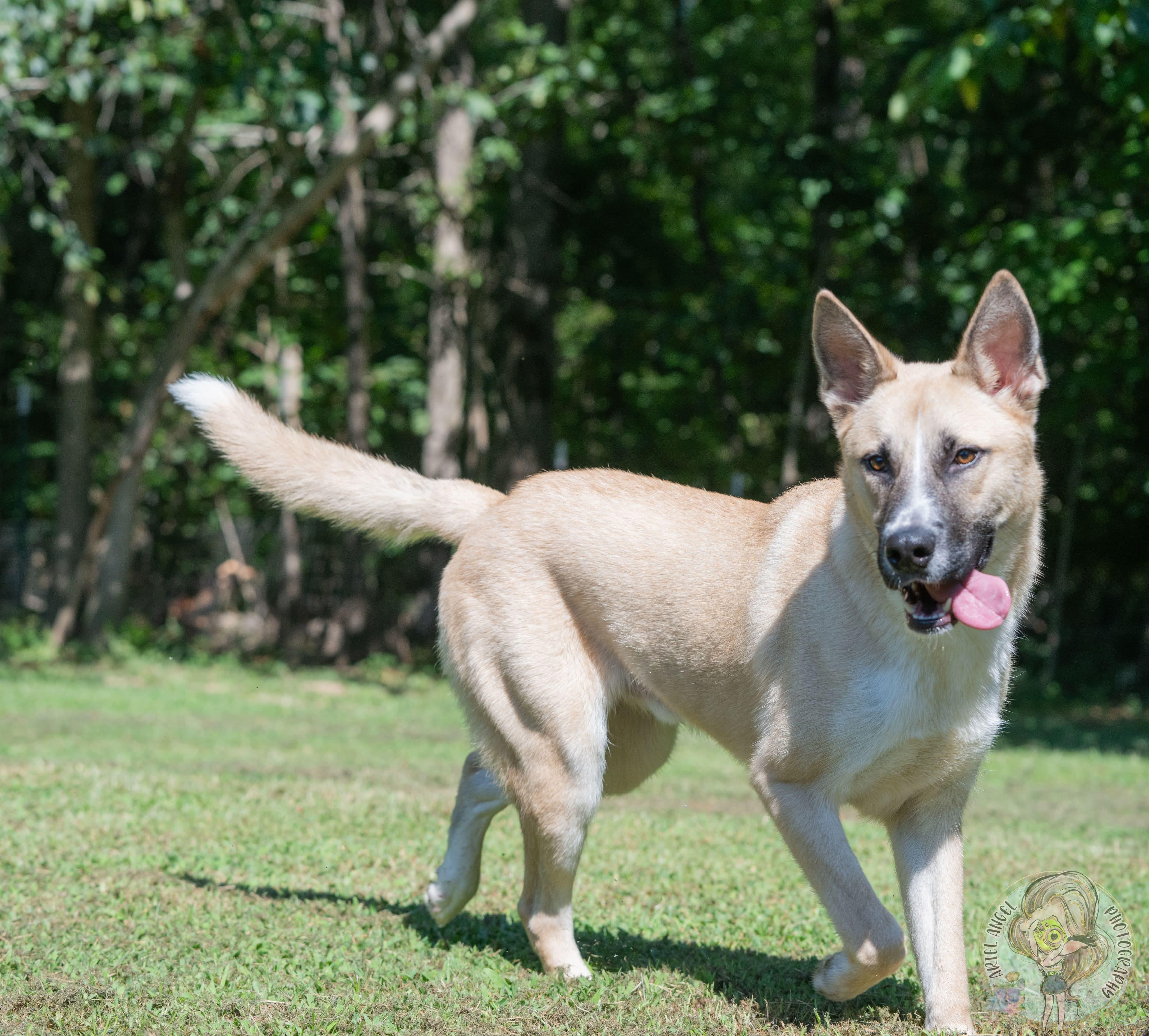 Enlarge Pretty Boy, a Adopted mixed breed in Nashville, TN image 3/6