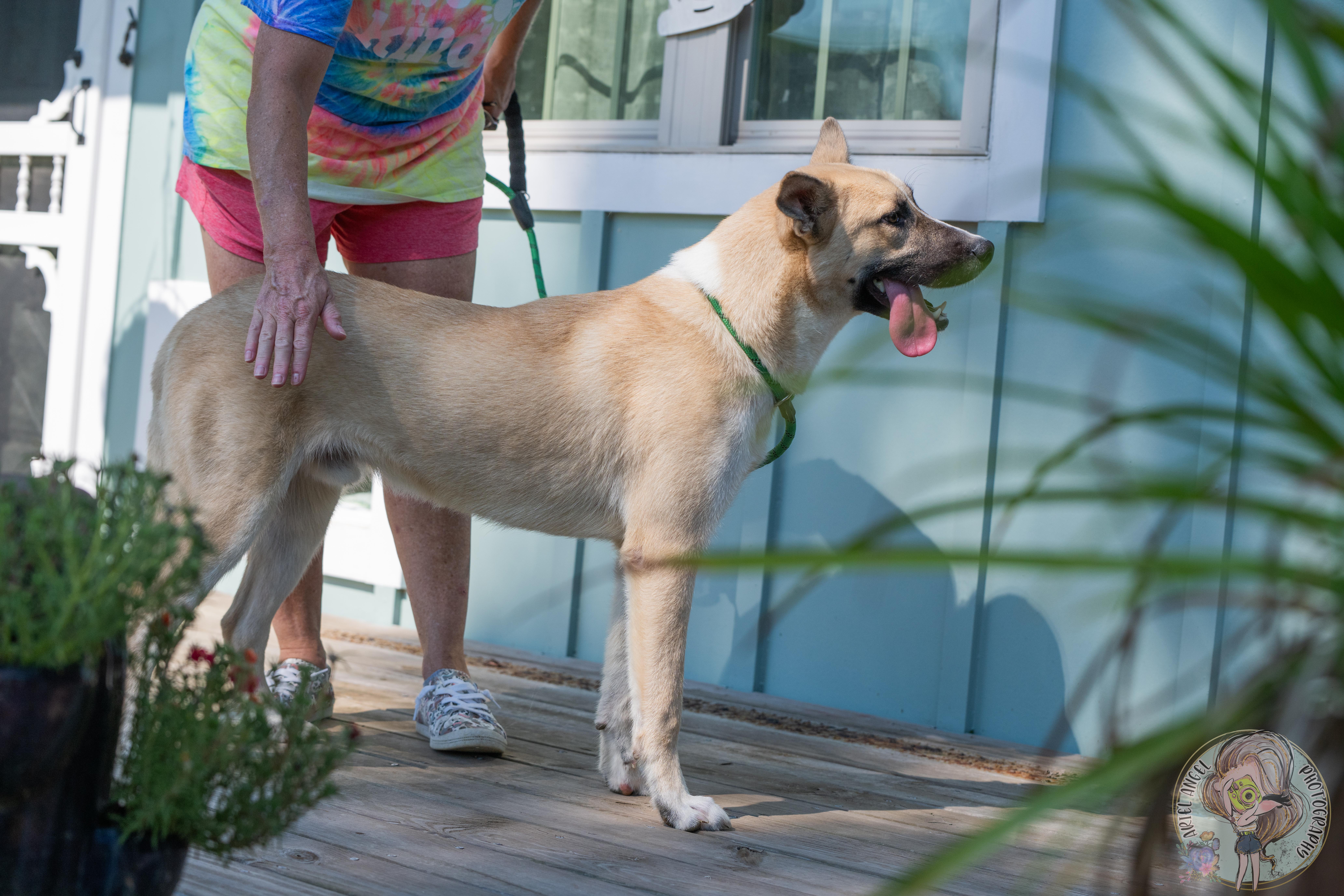 Enlarge Pretty Boy, a Adopted mixed breed in Nashville, TN image 4/6