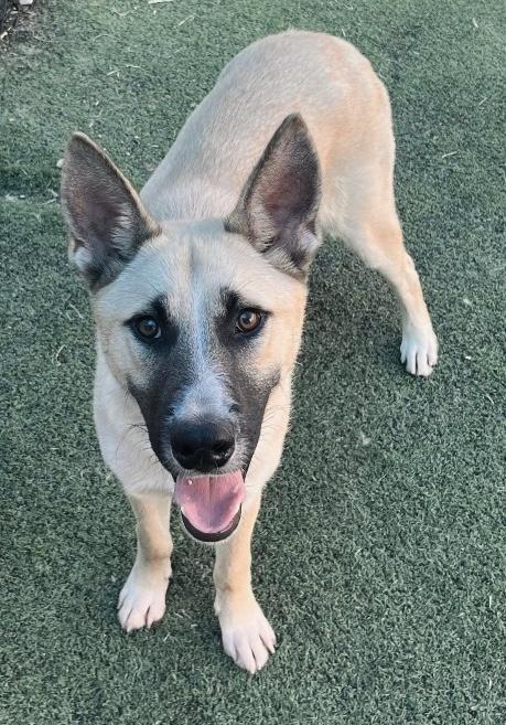 Enlarge Pretty Boy, a Adopted mixed breed in Nashville, TN image 5/6