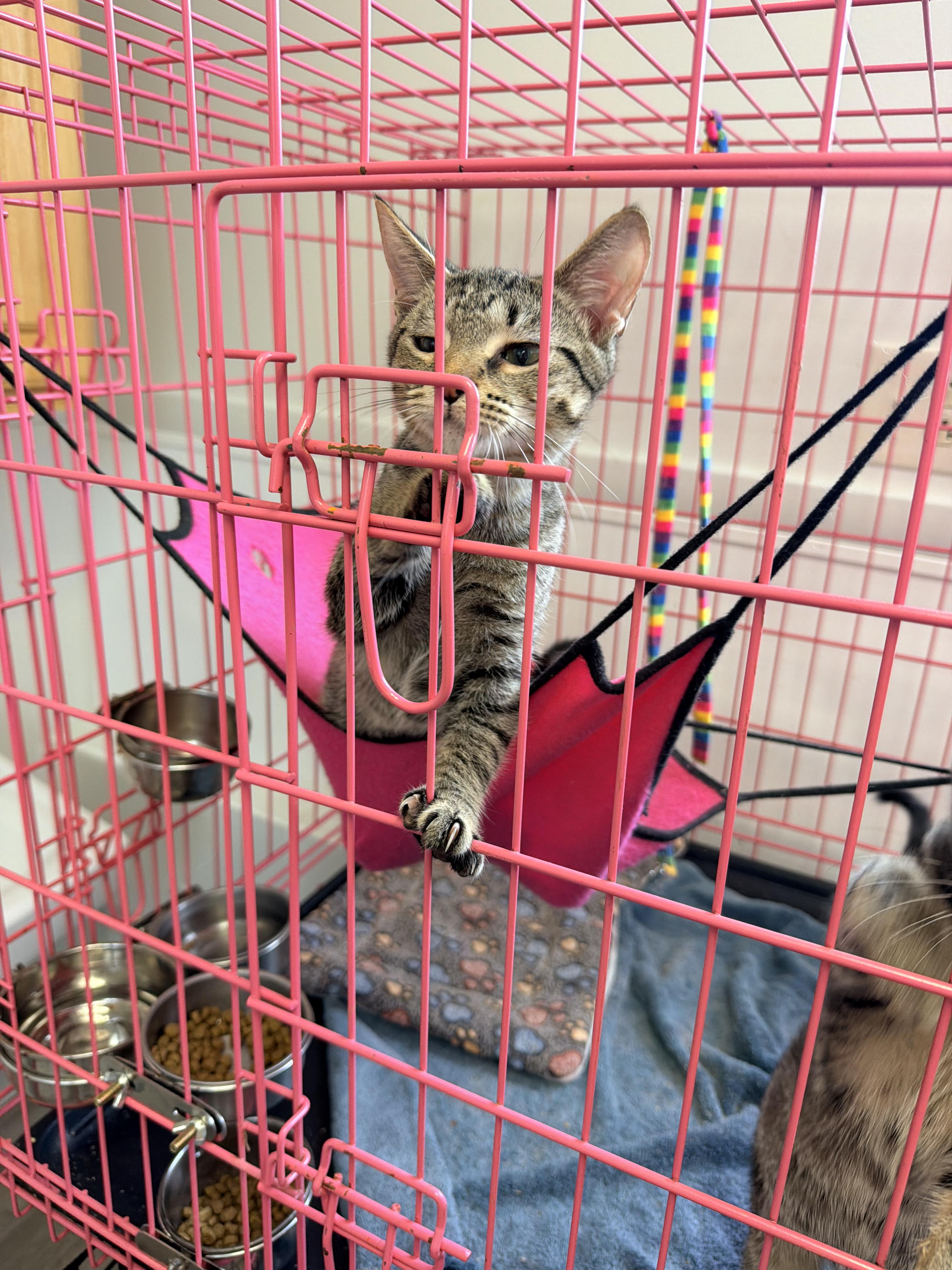 Kesha, Adopted, Kitten Male American Shorthair & Tabby.