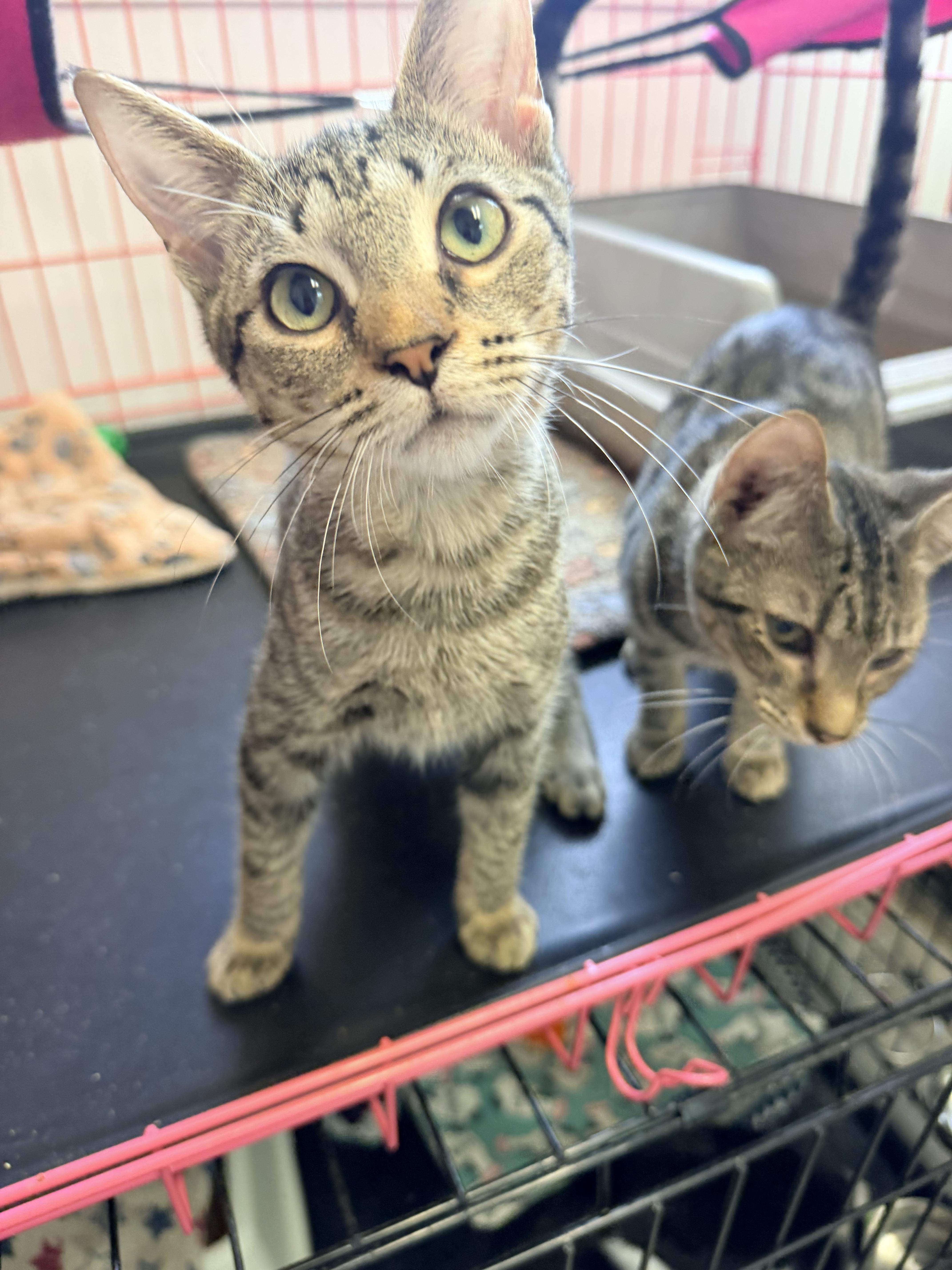 Enlarge Kesha, a Adopted mixed breed in Essex, CT image 2/2