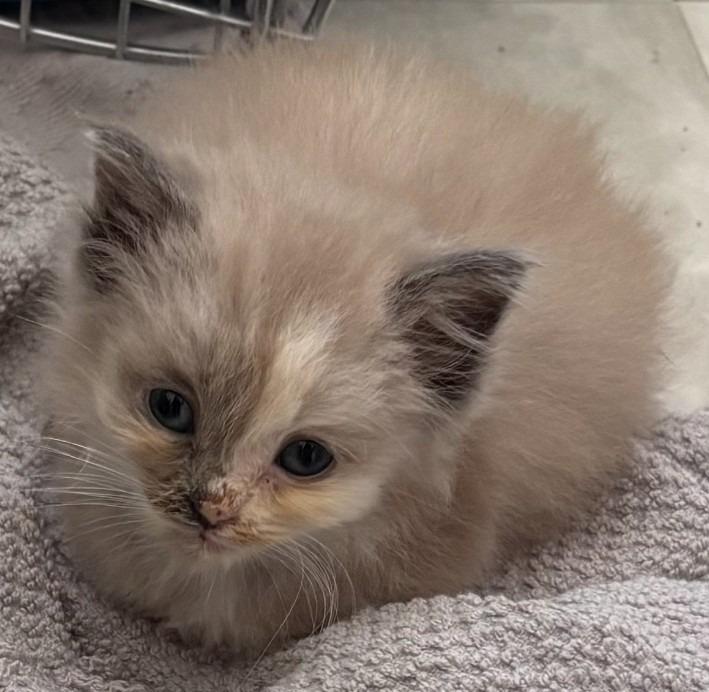 Ava, Adoptable, Kitten Female Domestic Short Hair.