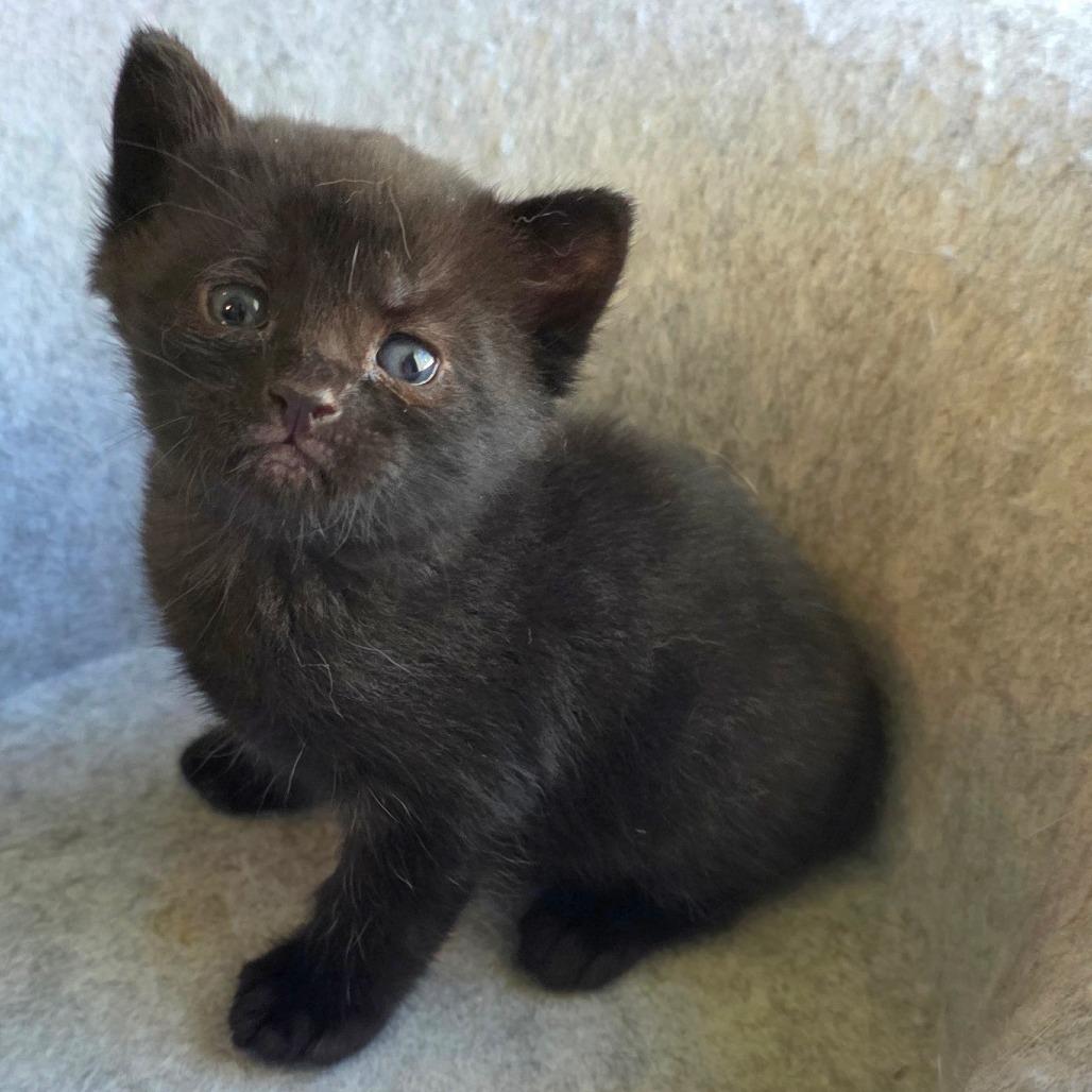 #2, Adoptable, Kitten Male Domestic Short Hair.