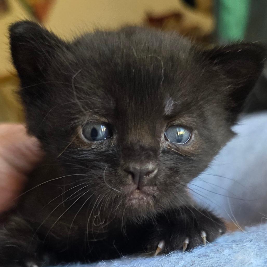 Enlarge #2, a Adoptable Domestic Short Hair in Calimesa, CA image 2/5