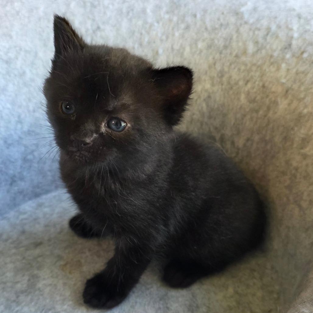 Enlarge #2, a Adoptable Domestic Short Hair in Calimesa, CA image 4/5