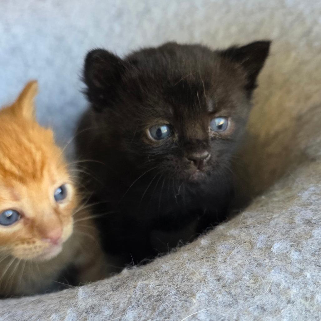 Enlarge #2, a Adoptable Domestic Short Hair in Calimesa, CA image 5/5