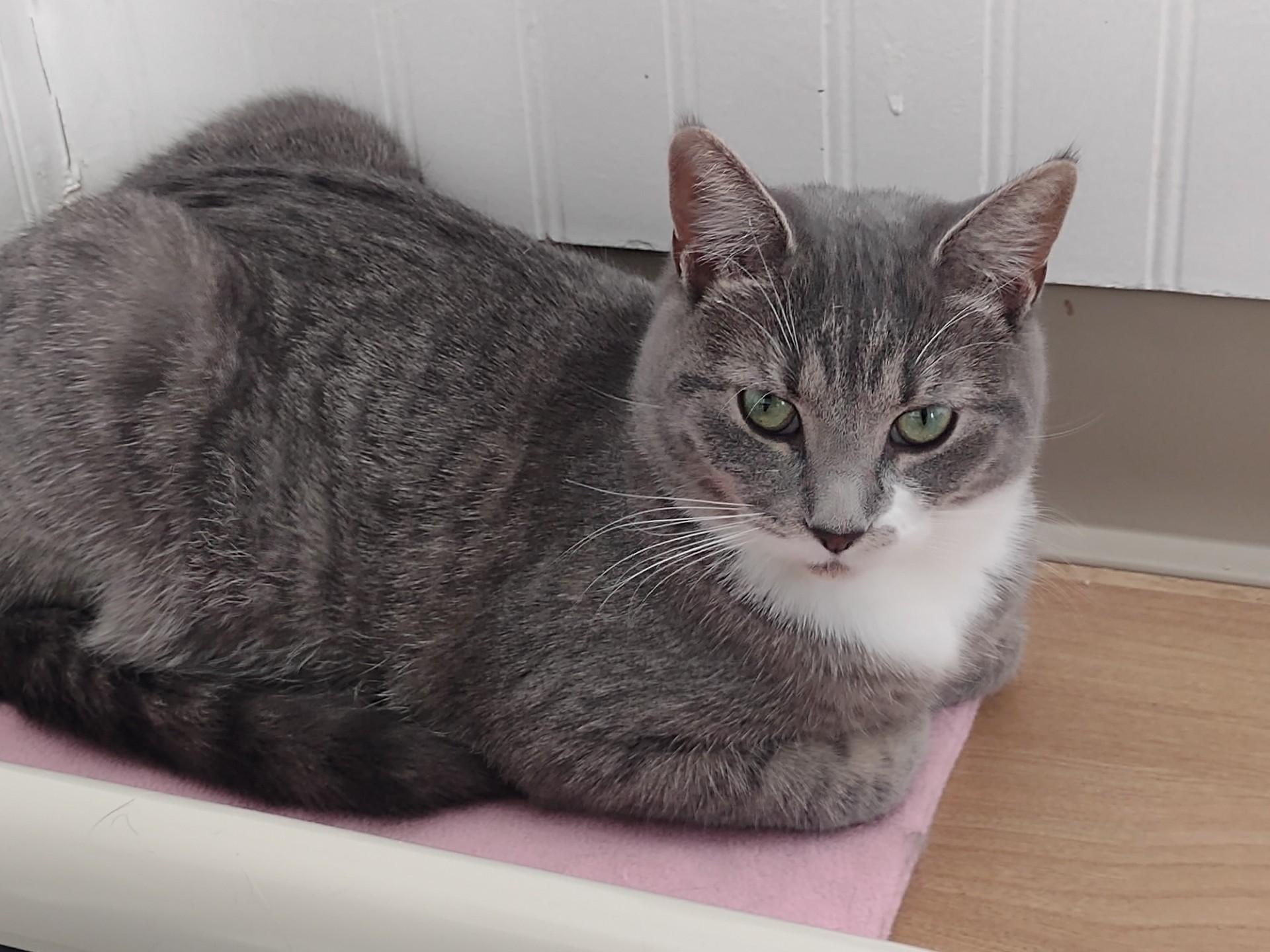 Misty, a Adoptable mixed breed in Montour Falls, NY image 3/4