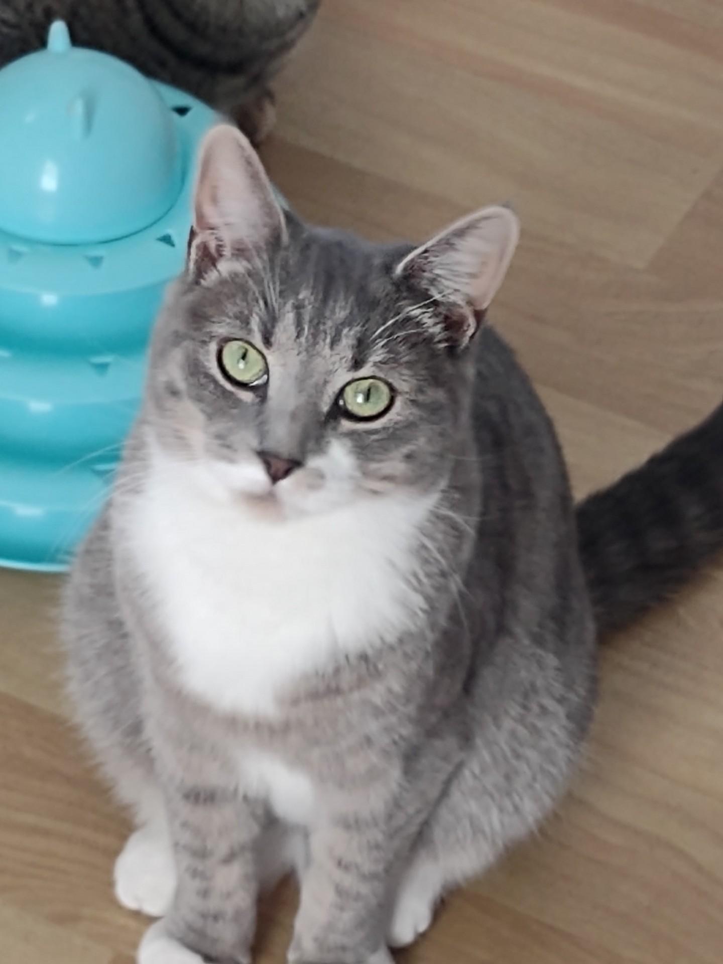 Misty, Adoptable, Kitten Female Tabby & Domestic Short Hair.