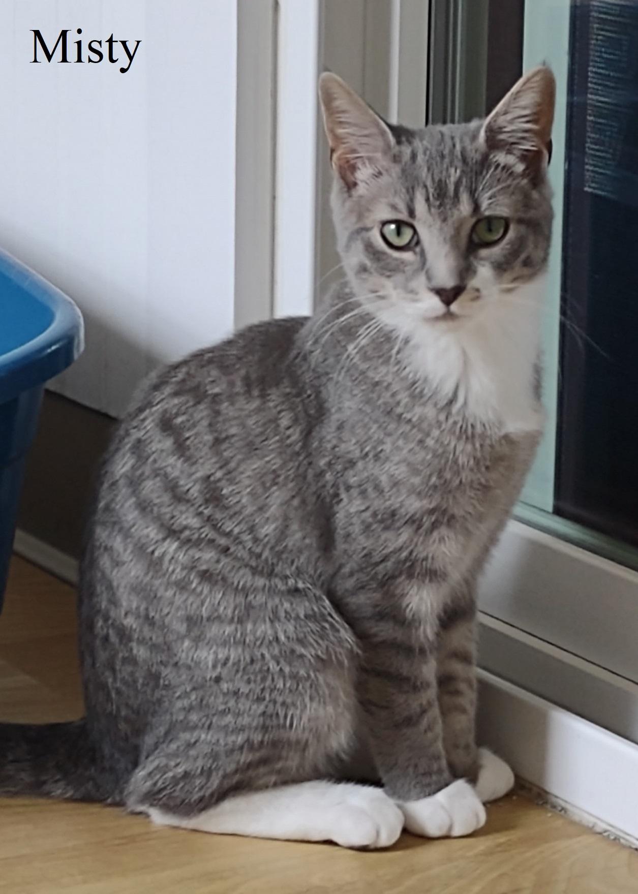 Misty, Adoptable, Kitten Female Tabby & Domestic Short Hair.