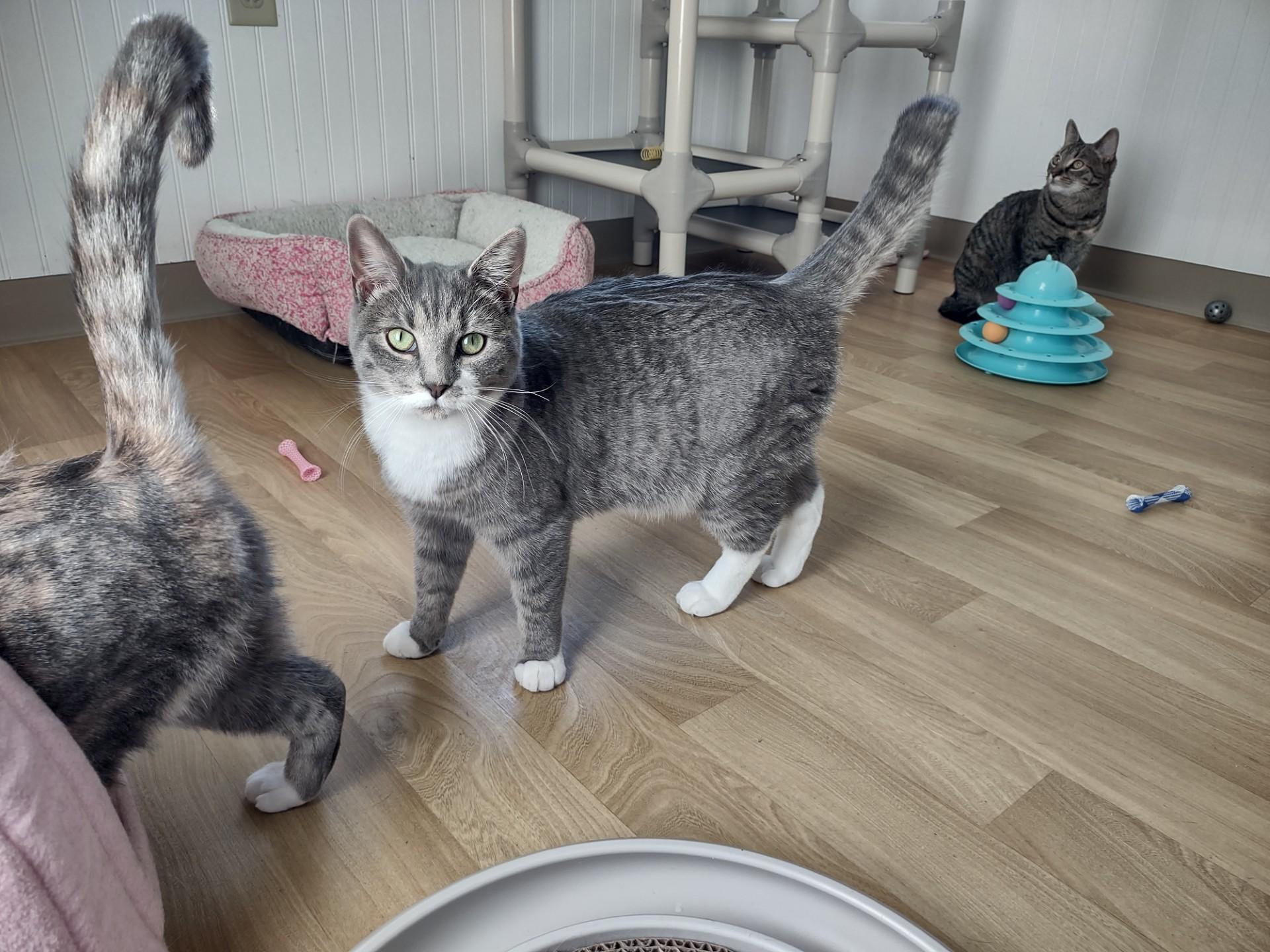 Misty, a Adoptable mixed breed in Montour Falls, NY image 2/4