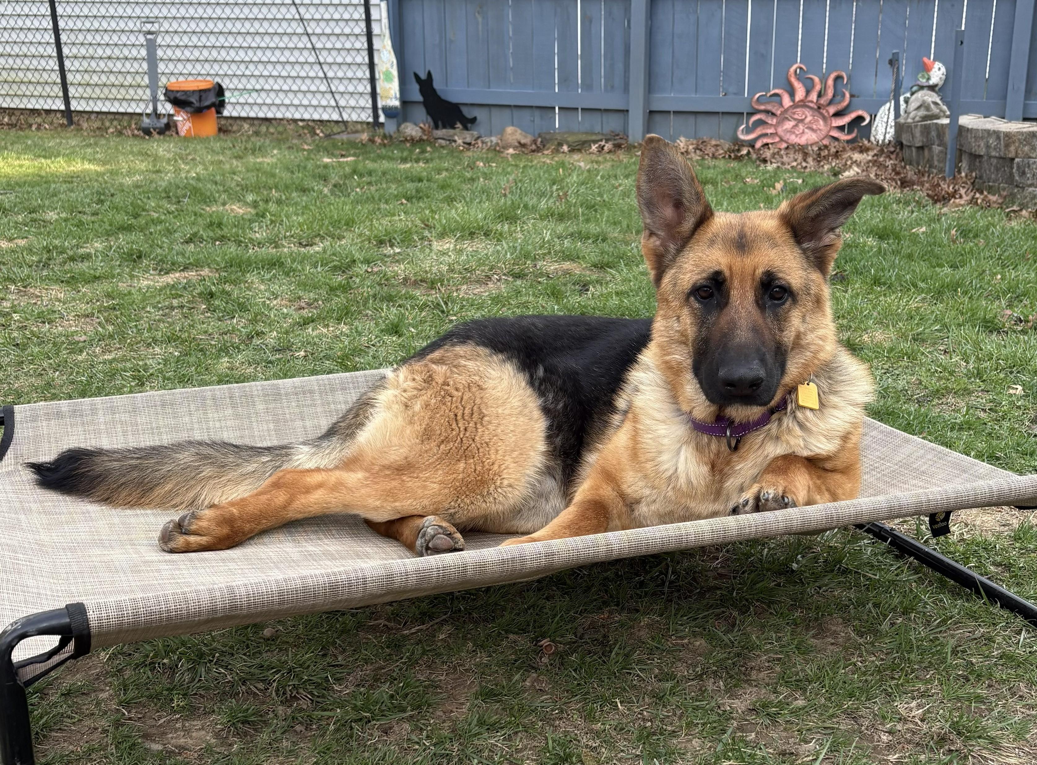 Enlarge Faye, a ADOPTABLE German Shepherd Dog in Grafton, OH image 2/2