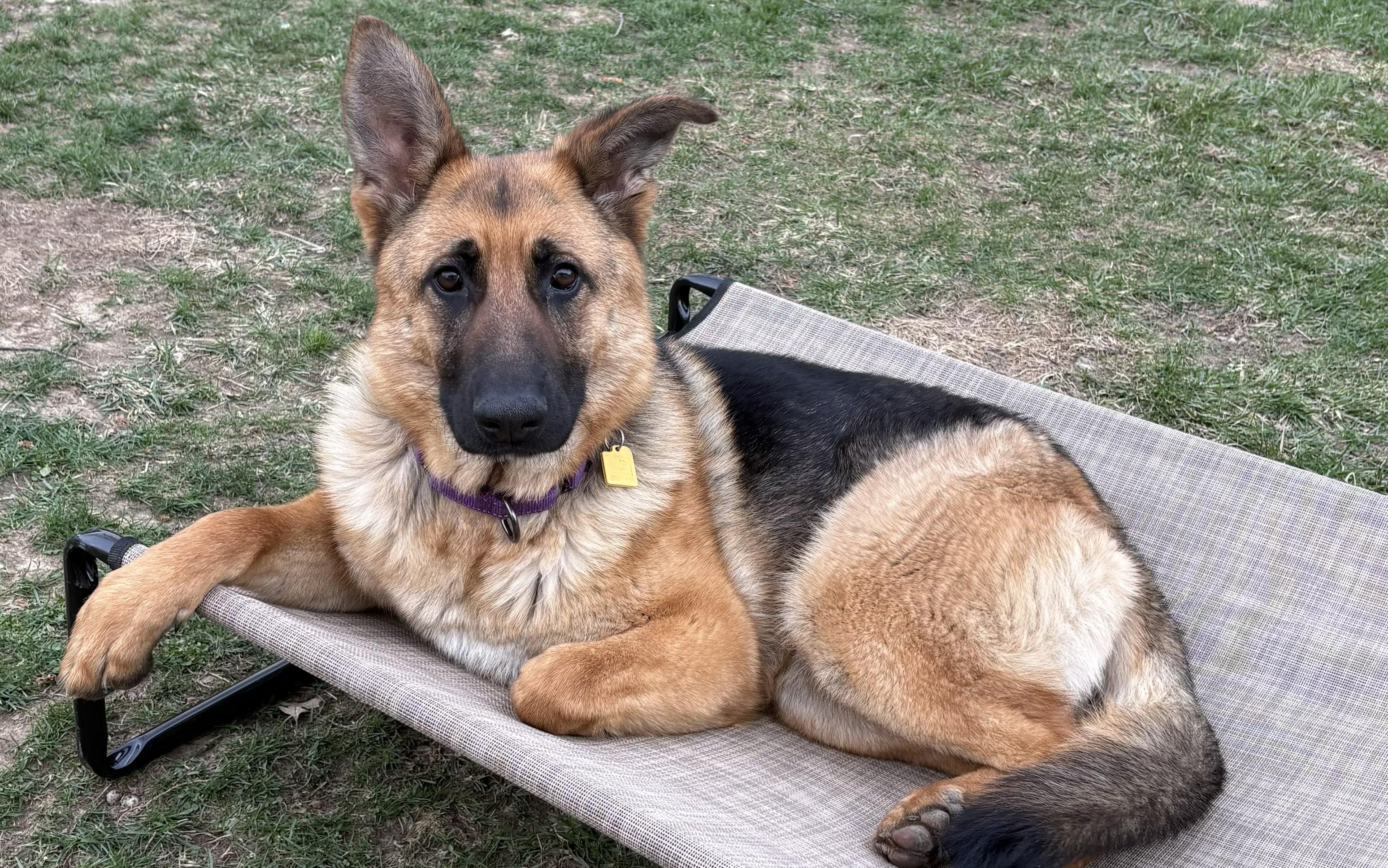Faye, ADOPTABLE, Young Female German Shepherd Dog.