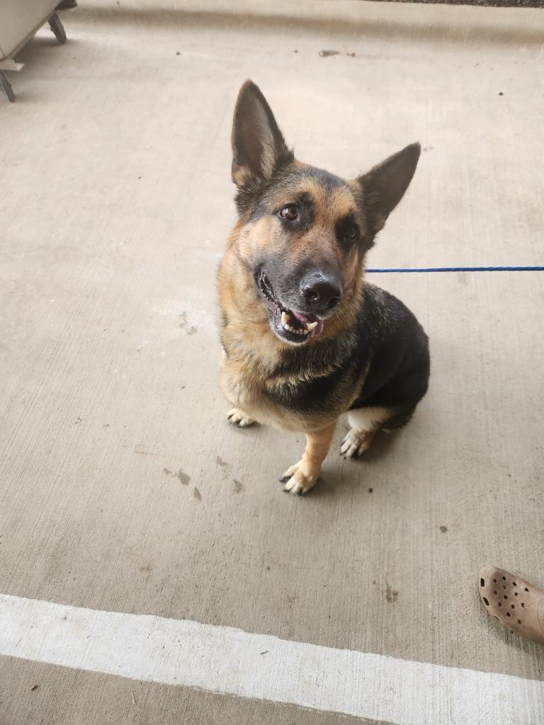 Oscar**, Adoptable, Adult Male German Shepherd Dog.