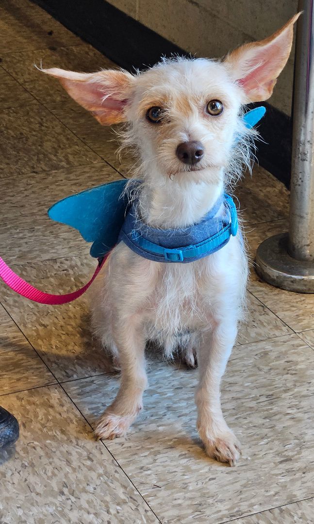 Enlarge Addie, a Adoptable mixed breed in Selma, CA image 3/6