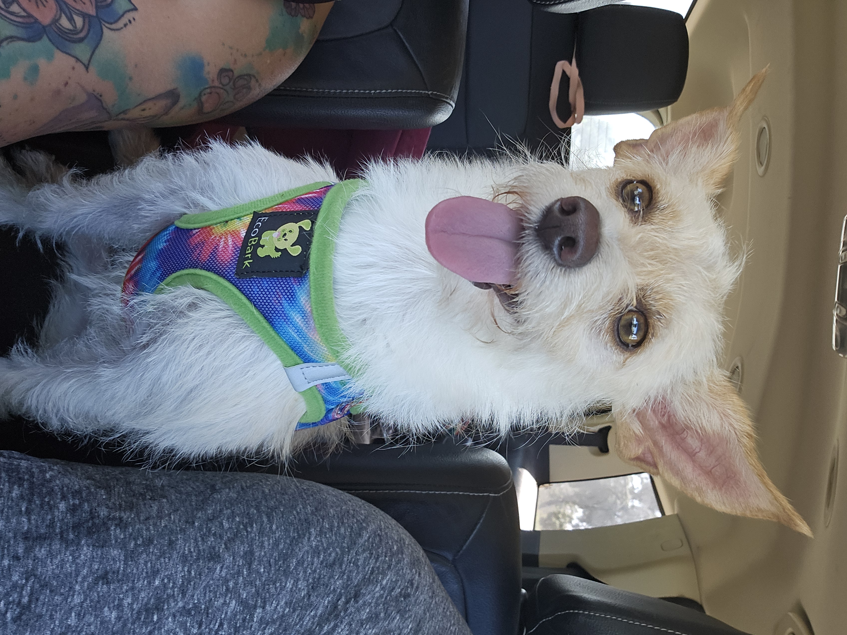 Enlarge Addie, a Adoptable mixed breed in Selma, CA image 5/6