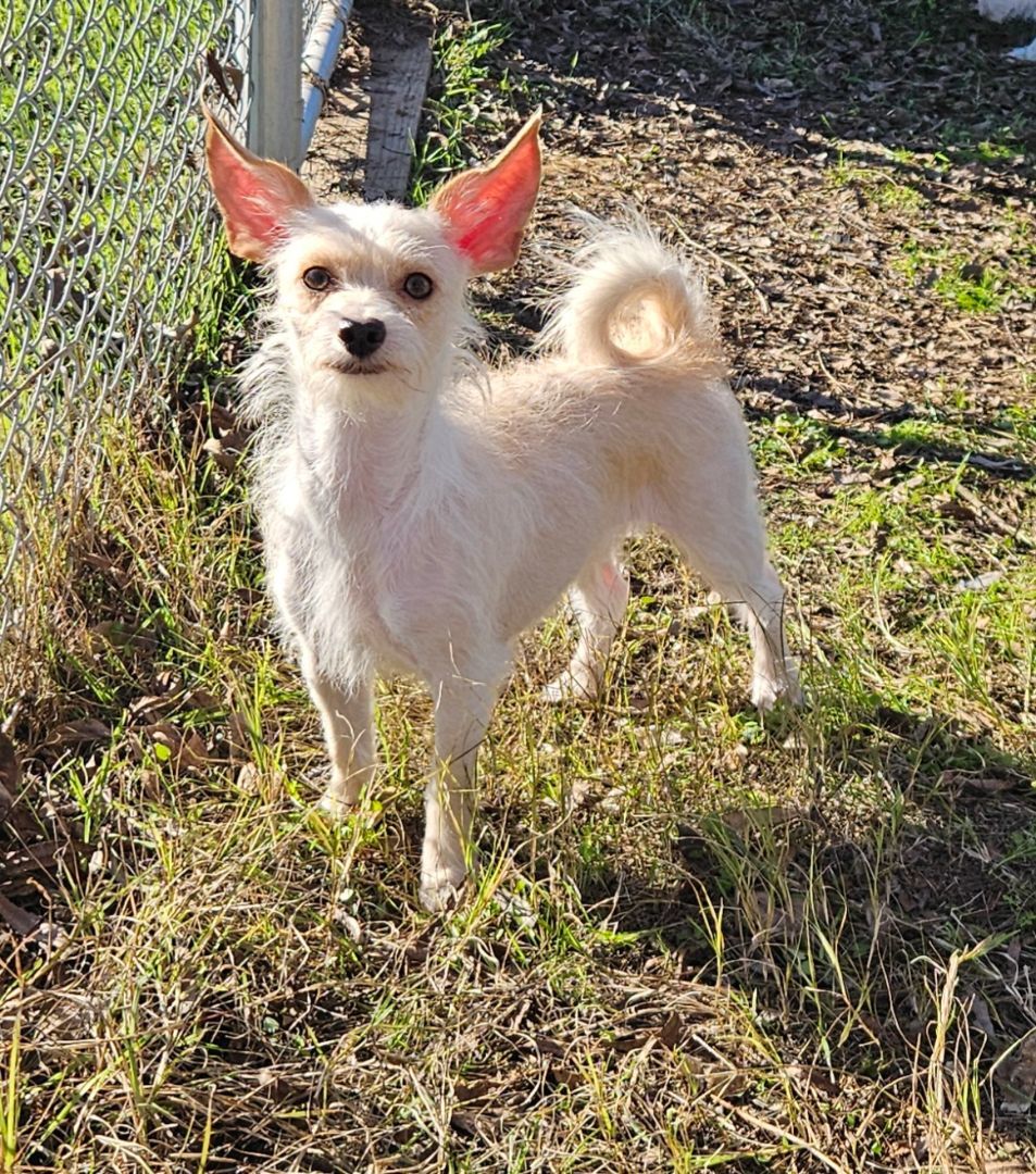 Enlarge Addie, a Adoptable mixed breed in Selma, CA image 4/6