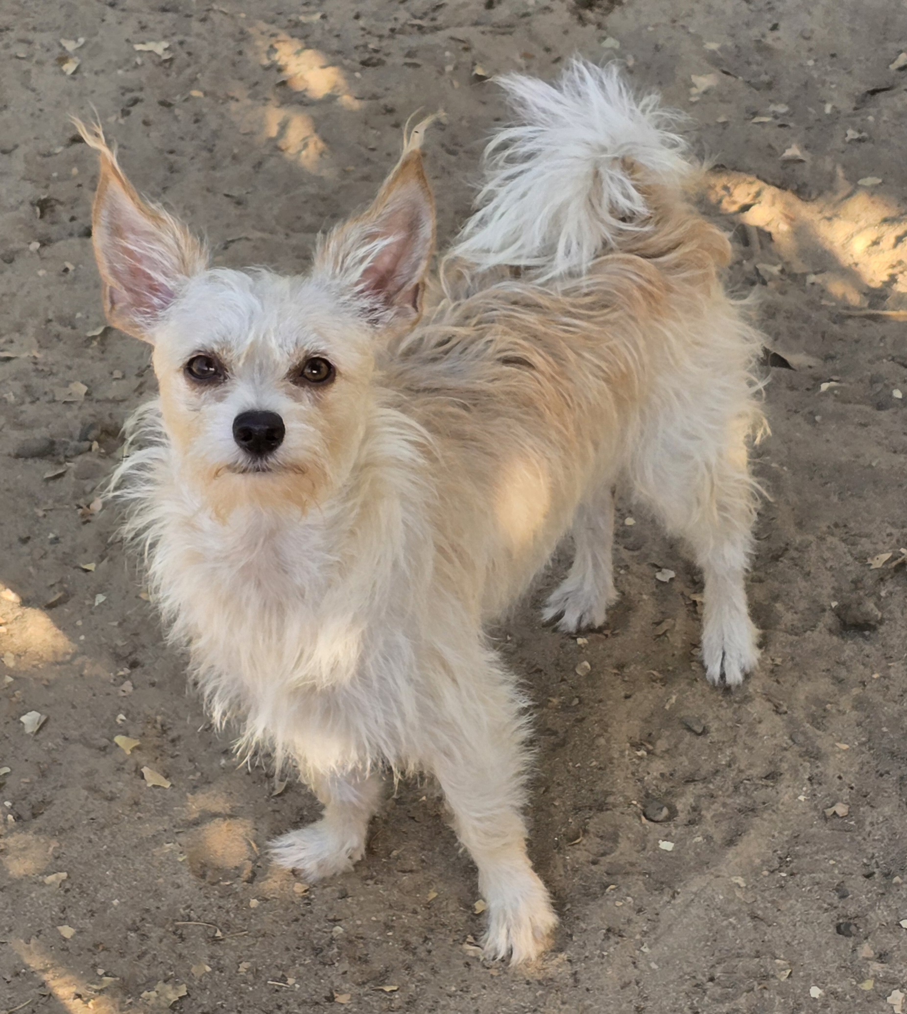 Enlarge Addie, a Adoptable mixed breed in Selma, CA image 1/6