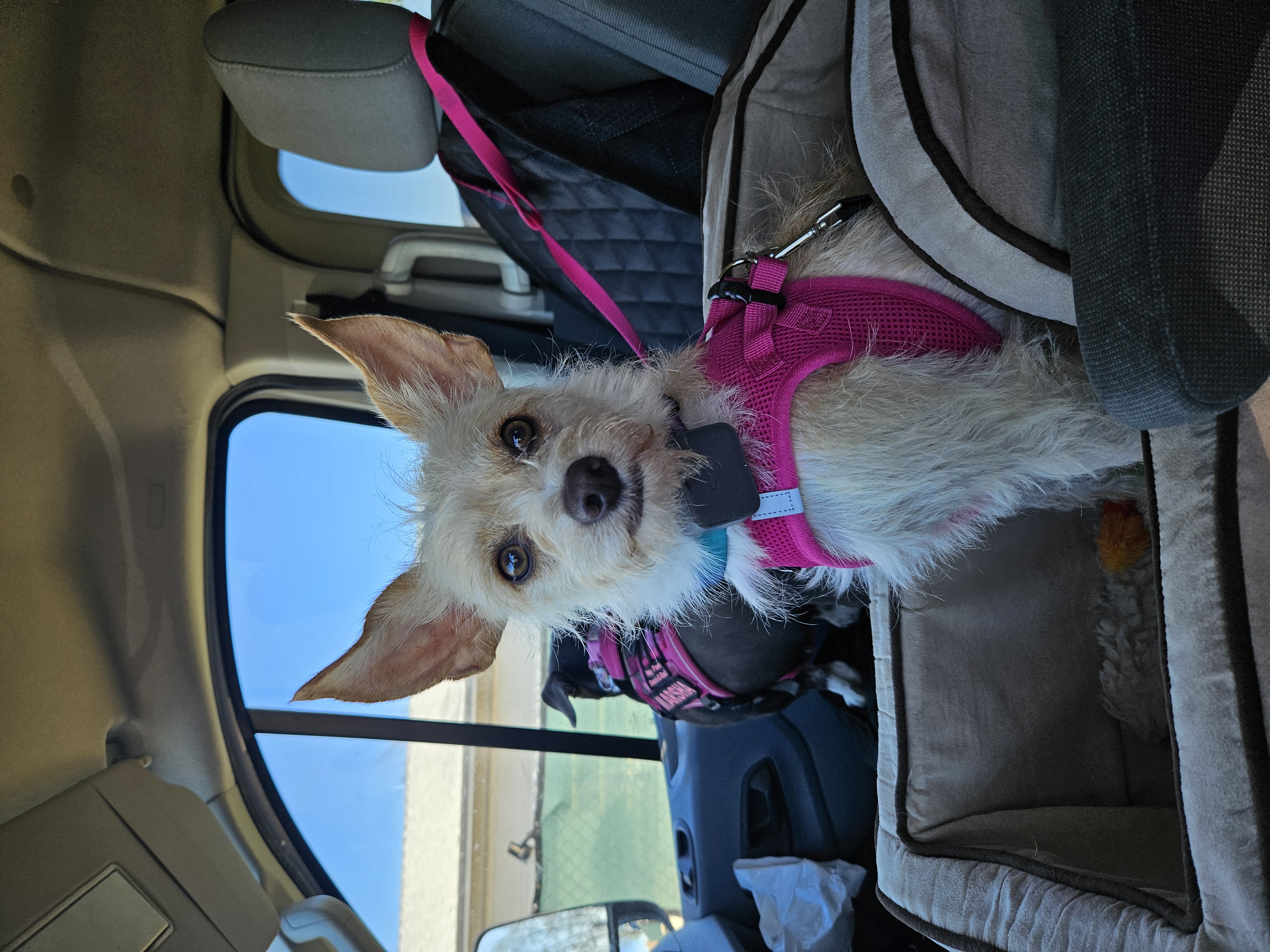 Enlarge Addie, a Adoptable mixed breed in Selma, CA image 6/6