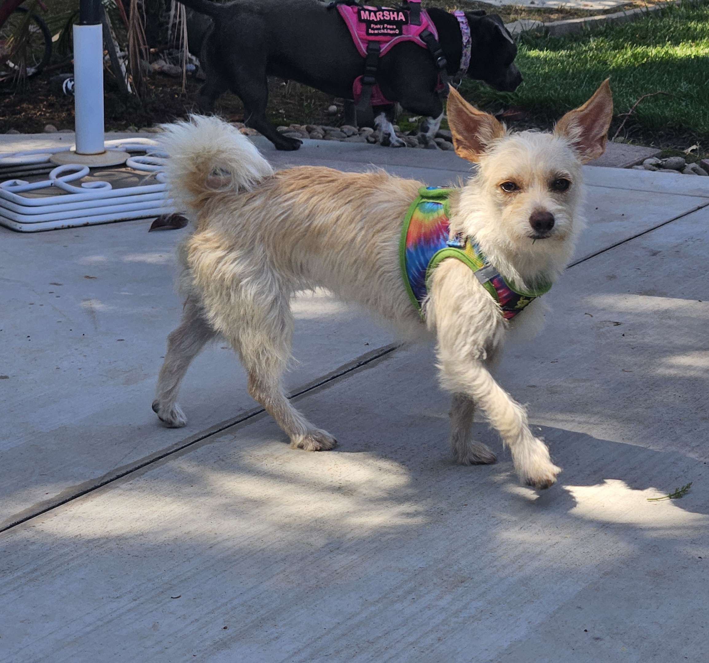 Enlarge Addie, a Adoptable mixed breed in Selma, CA image 2/6