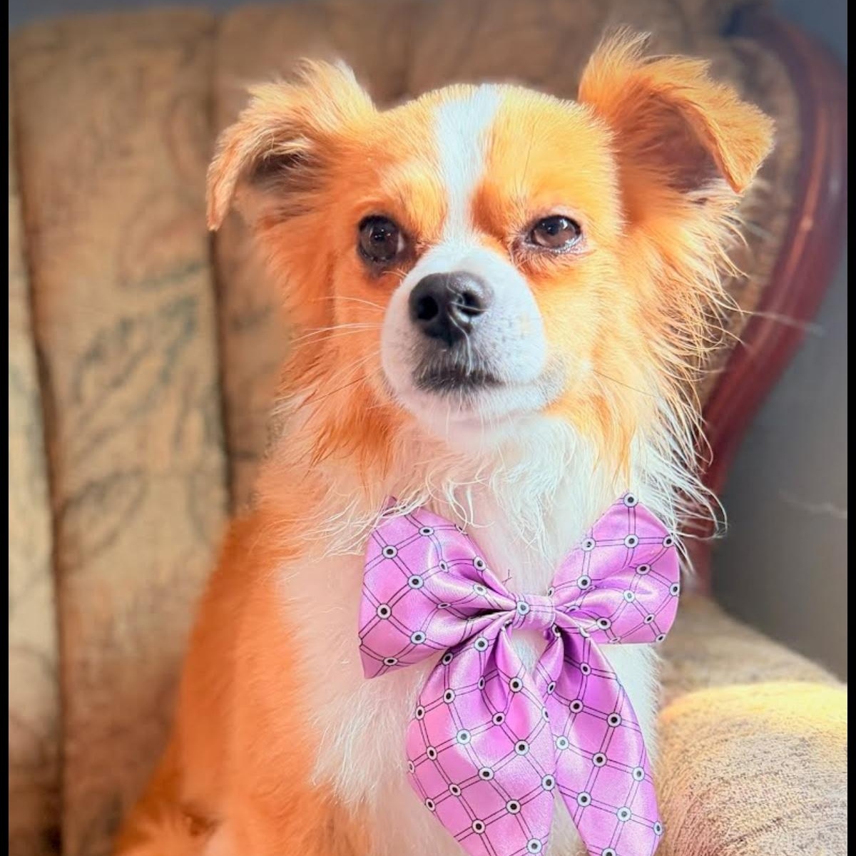 Pebble, adopted, Young Male Pomeranian.