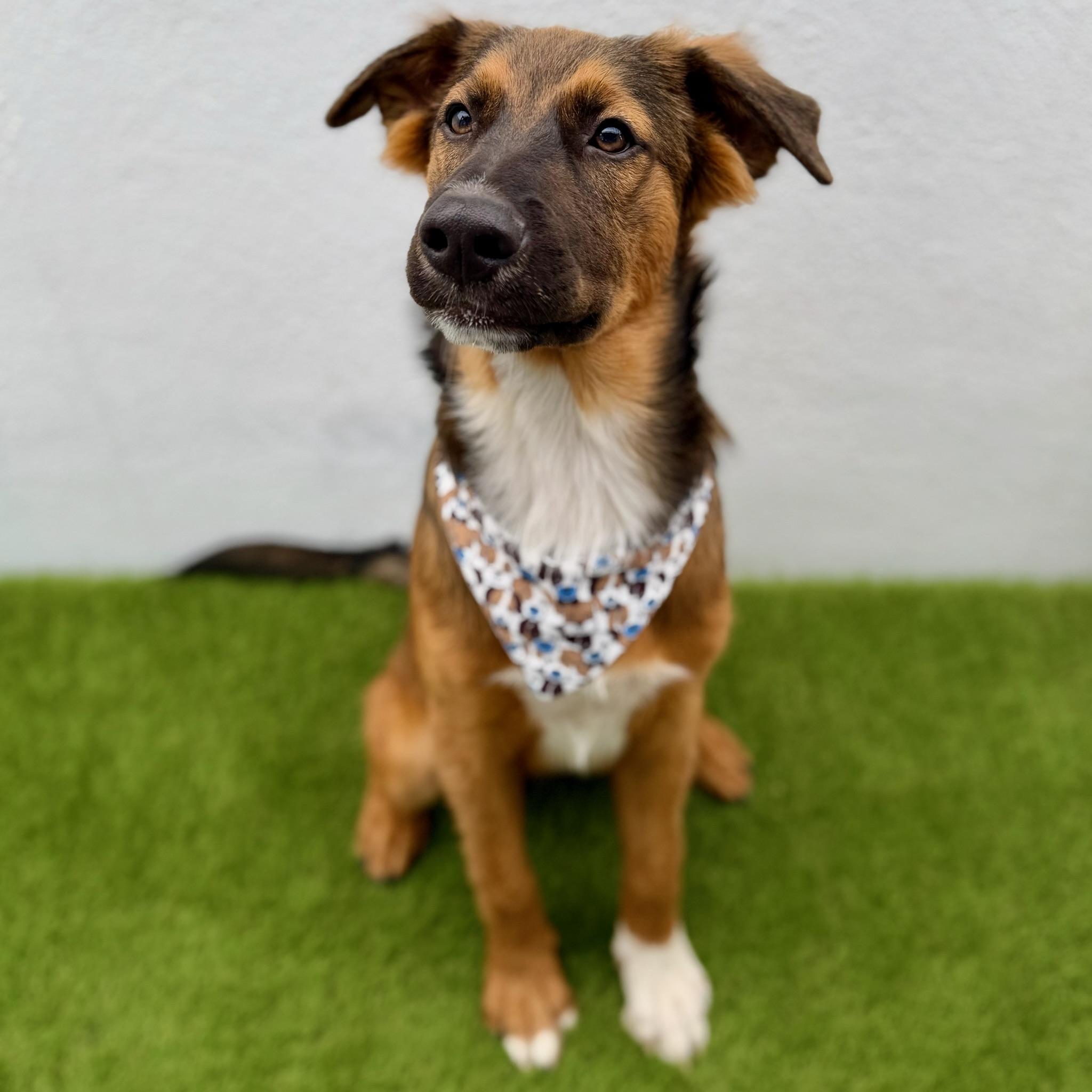CIDER, adopted, Puppy Male Alaskan Malamute & German Shepherd Dog.