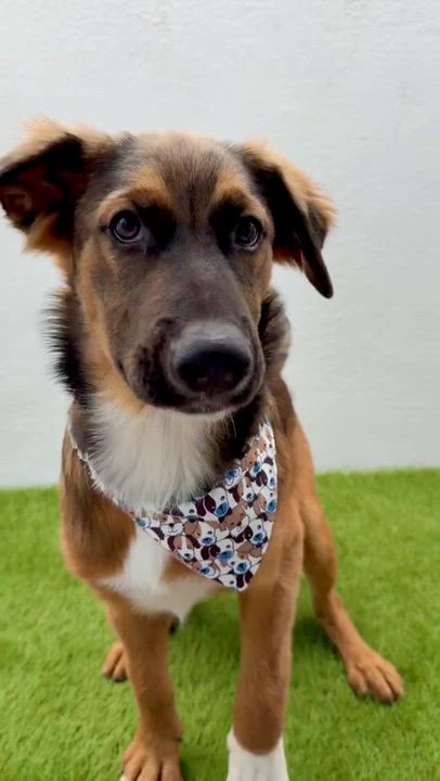 Enlarge CIDER, an adopted mixed breed in La Jolla, CA video 5/6