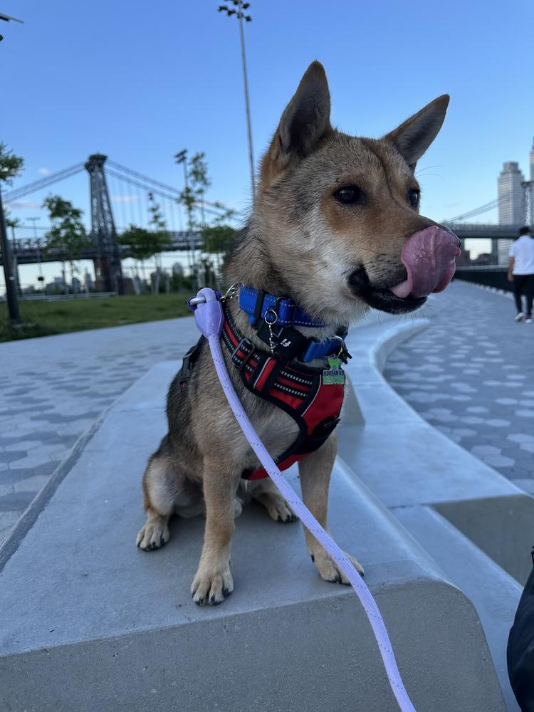 Enlarge Cookie, a Adoptable mixed breed in Long Island City, NY image 1/6
