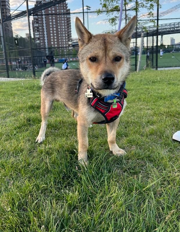 Enlarge Cookie, a Adoptable mixed breed in Long Island City, NY image 2/6