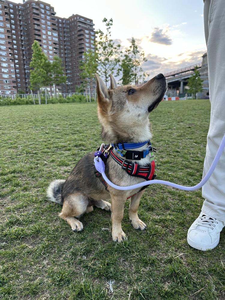 Enlarge Cookie, a Adoptable mixed breed in Long Island City, NY image 3/6