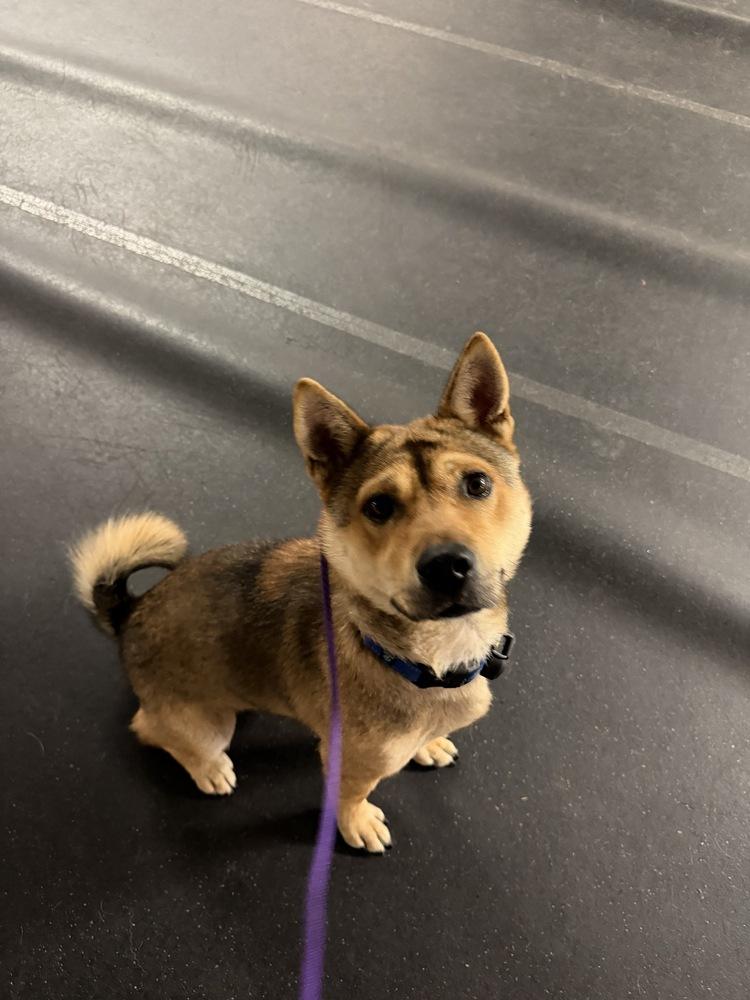 Enlarge Cookie, a Adoptable mixed breed in Long Island City, NY image 6/6