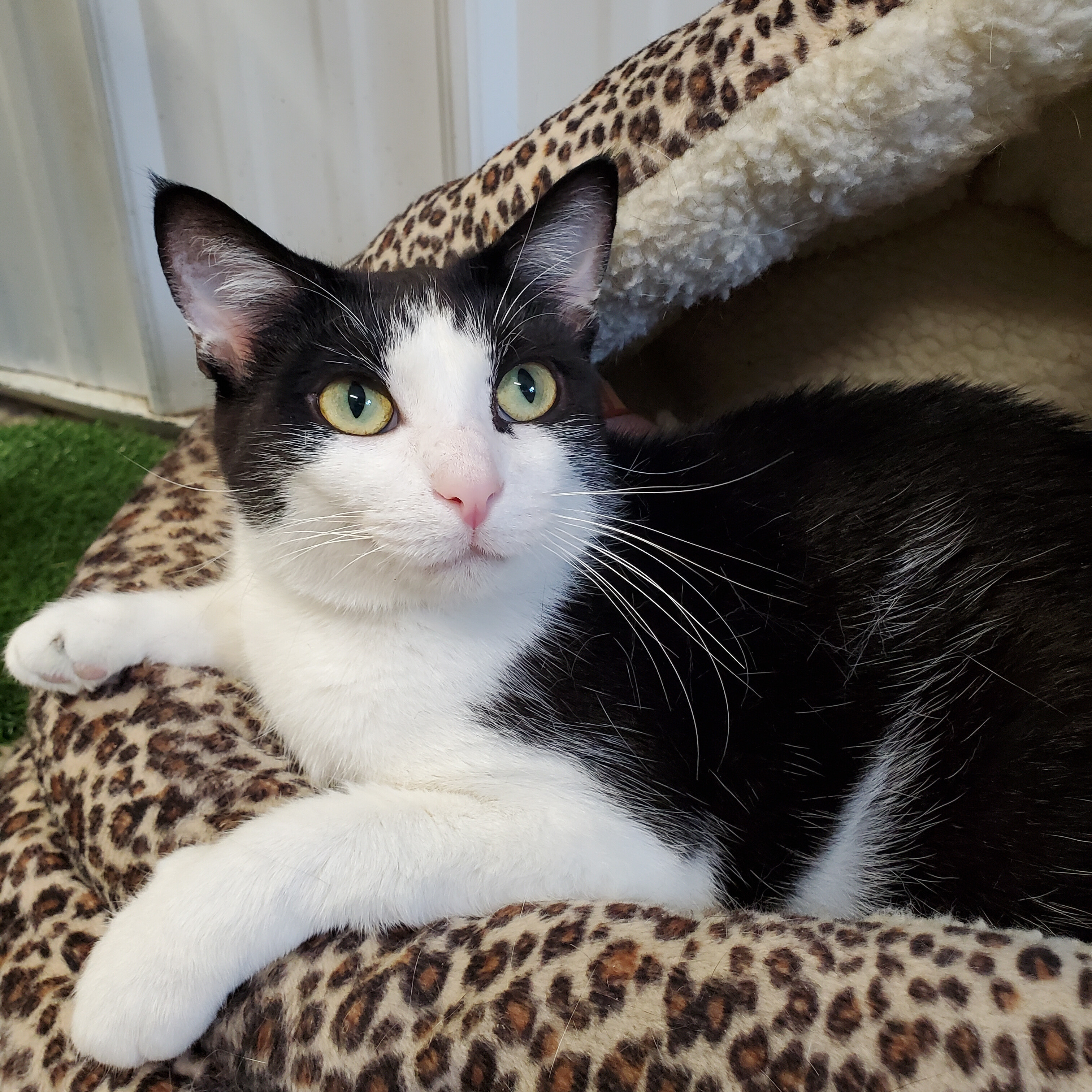 Enlarge Marlene, a Adoptable Domestic Short Hair in Marseilles, IL image 1/11