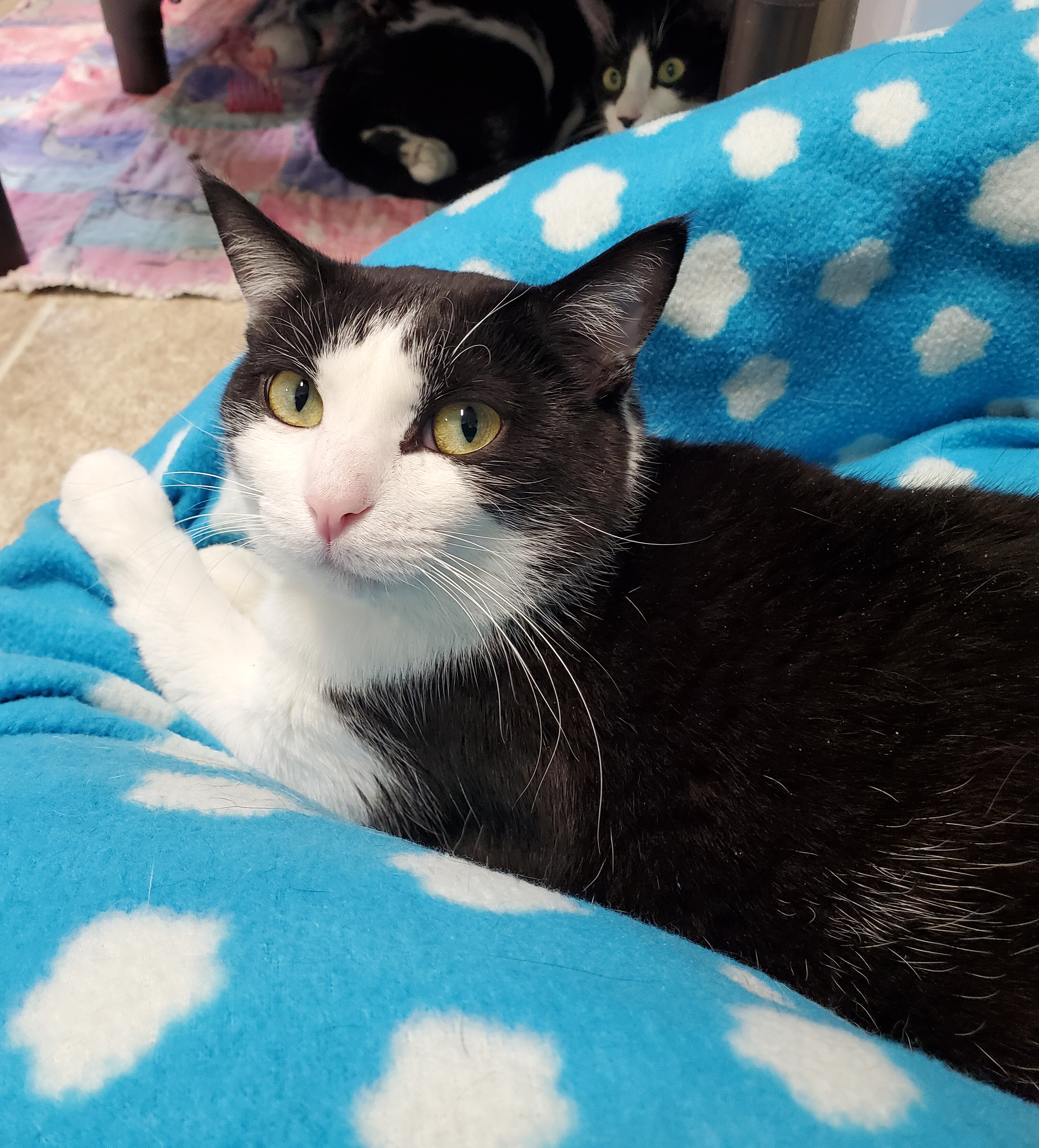 Enlarge Marlene, a Adoptable Domestic Short Hair in Marseilles, IL image 2/11