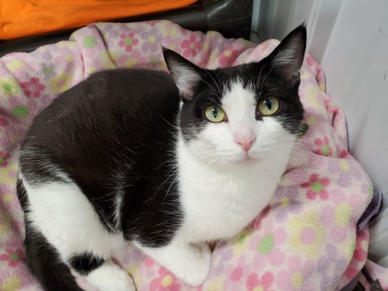 Enlarge Marlene, a Adoptable Domestic Short Hair in Marseilles, IL image 3/11