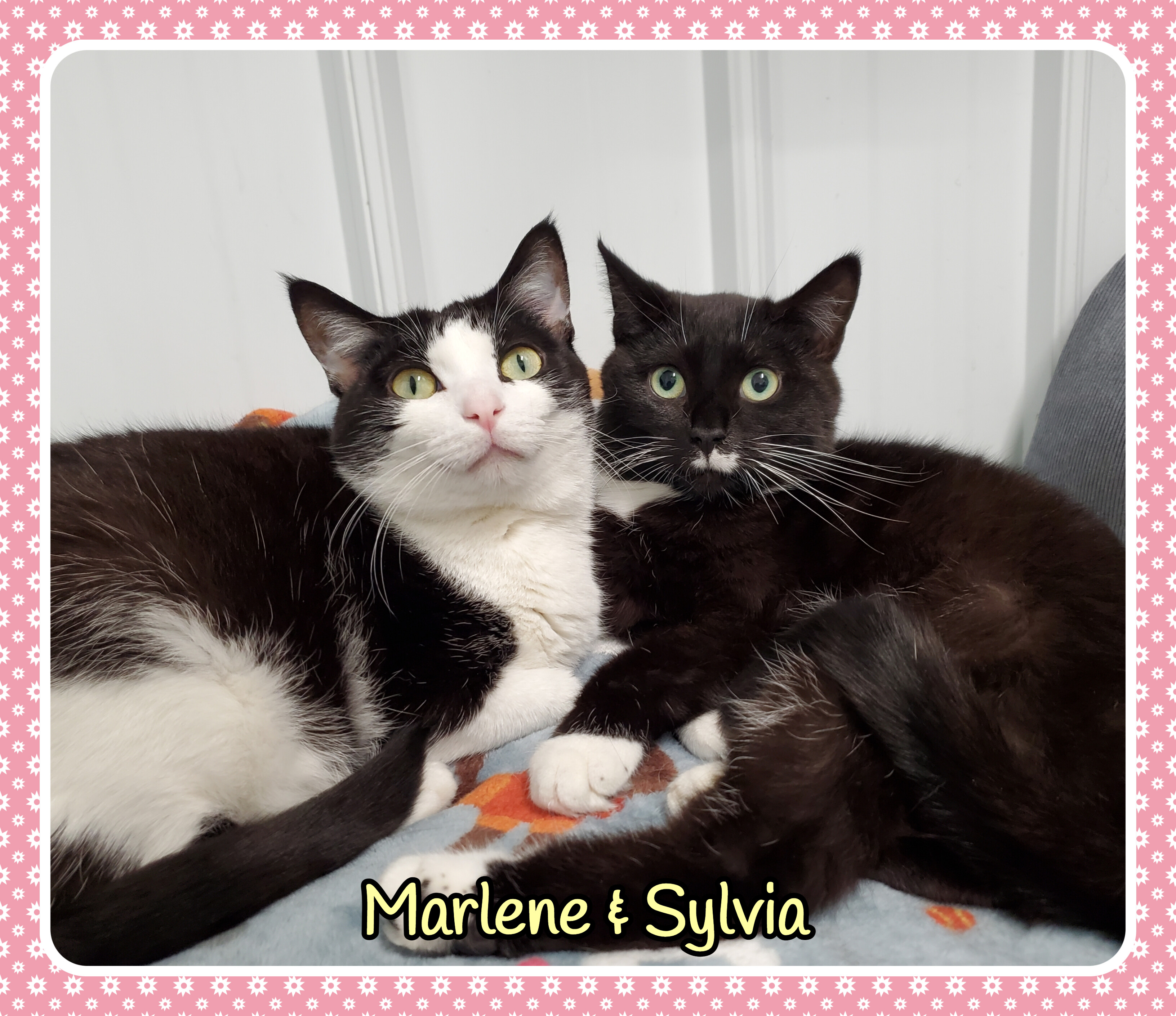 Enlarge Marlene, a Adoptable Domestic Short Hair in Marseilles, IL image 4/11