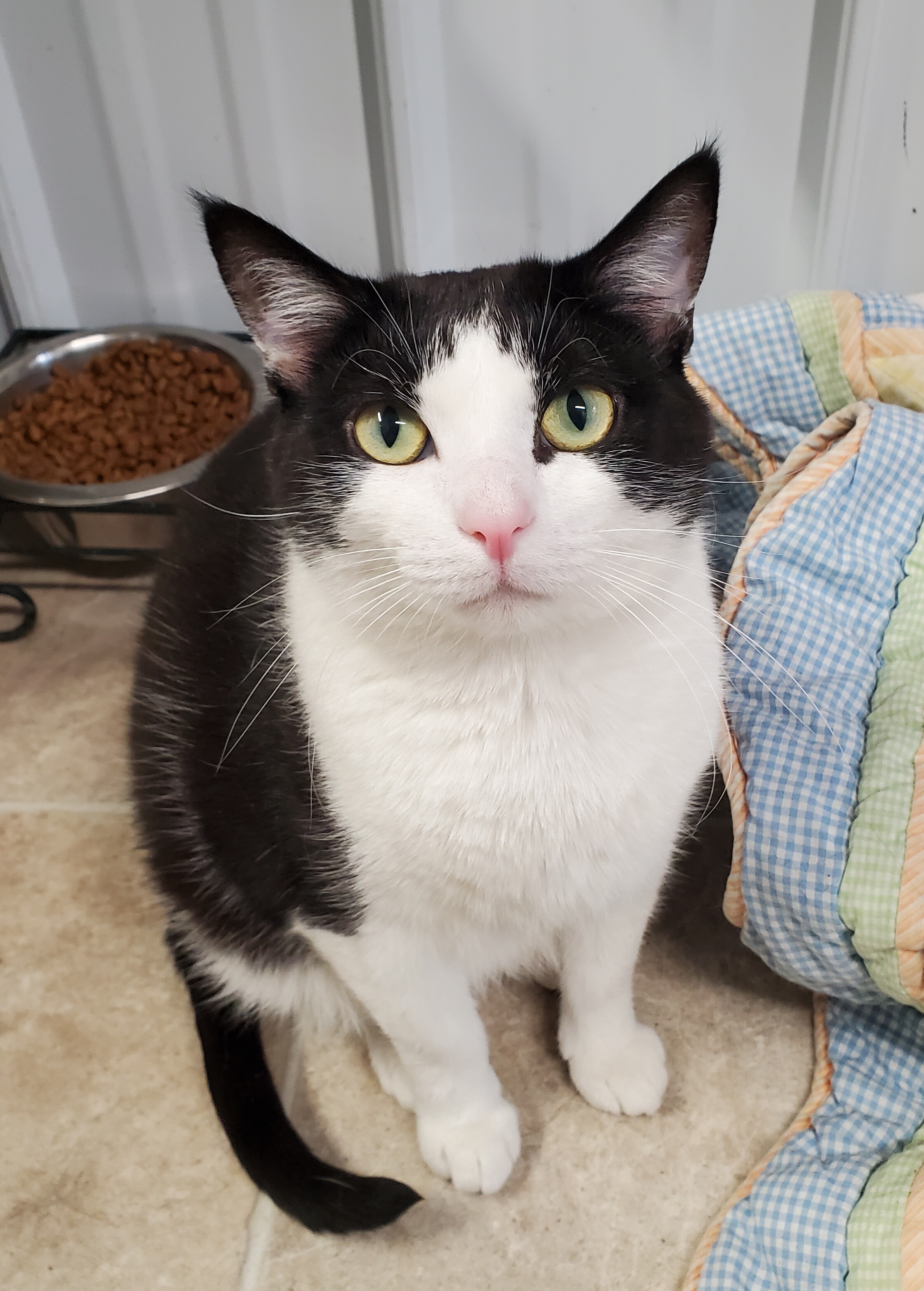 Enlarge Marlene, a Adoptable Domestic Short Hair in Marseilles, IL image 5/11