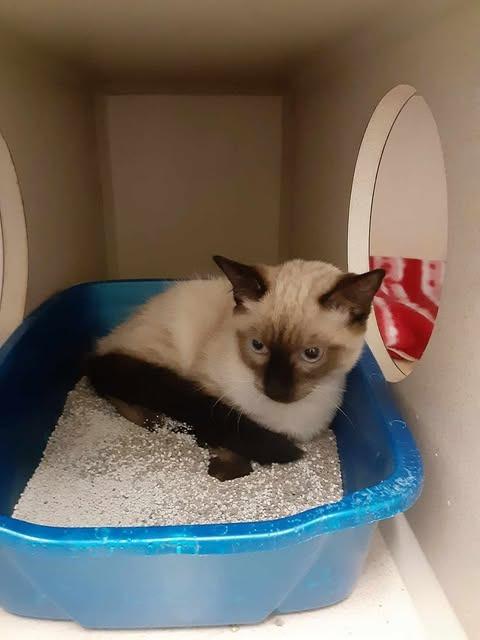 Oliver, Adopted, Kitten Male Siamese.