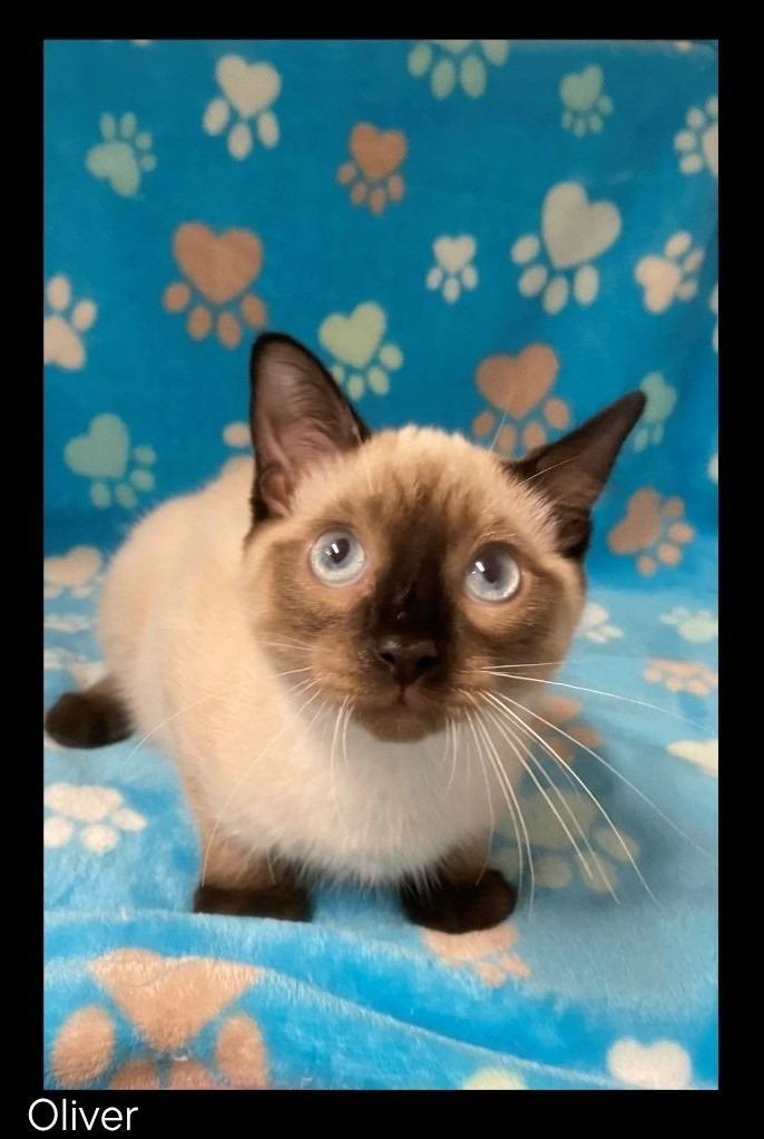Enlarge Oliver, a Adopted Siamese in Chino Valley, AZ image 2/2