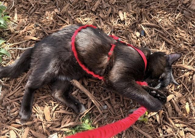 ALFONZO, Adoptable, Young Male Domestic Short Hair.