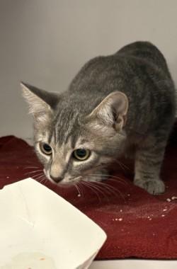 Hydrangea, Adoptable, Young Female Domestic Short Hair & Domestic Short Hair.