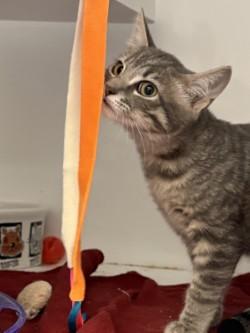 Enlarge Hydrangea, a Adoptable mixed breed in Roseville, CA image 2/2