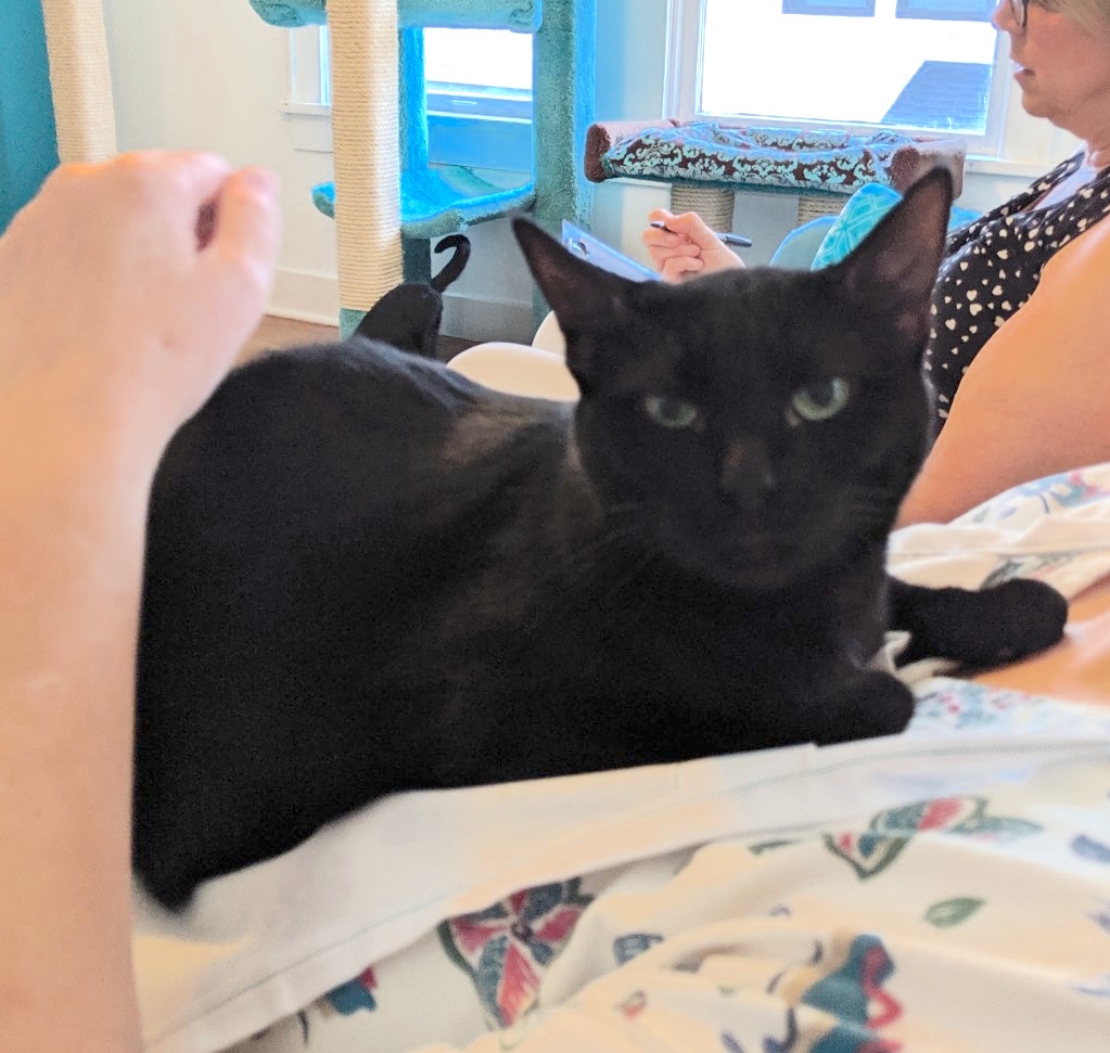 Enlarge Libby, a Adoptable mixed breed in Houston, TX image 1/12