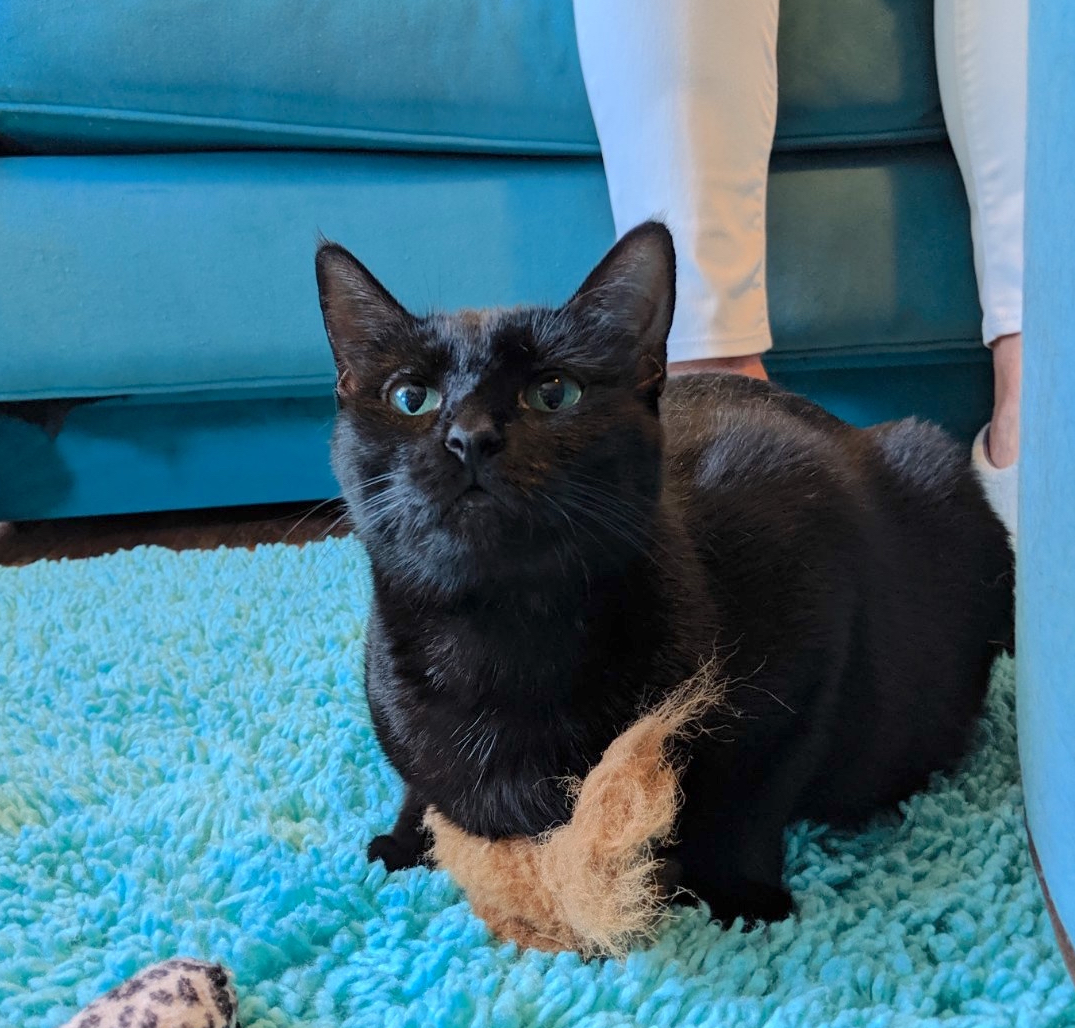 Enlarge Libby, a Adoptable mixed breed in Houston, TX image 2/12