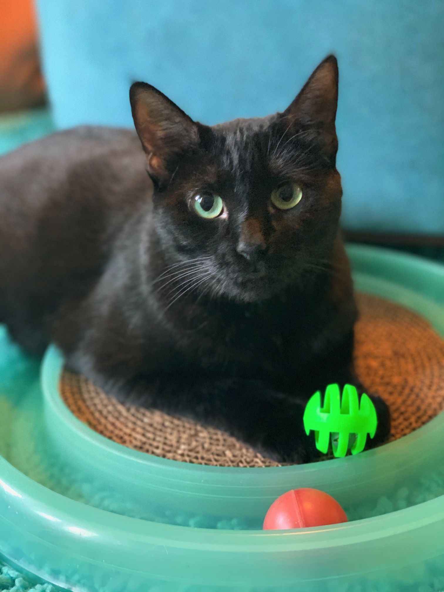 Enlarge Libby, a Adoptable mixed breed in Houston, TX image 3/12