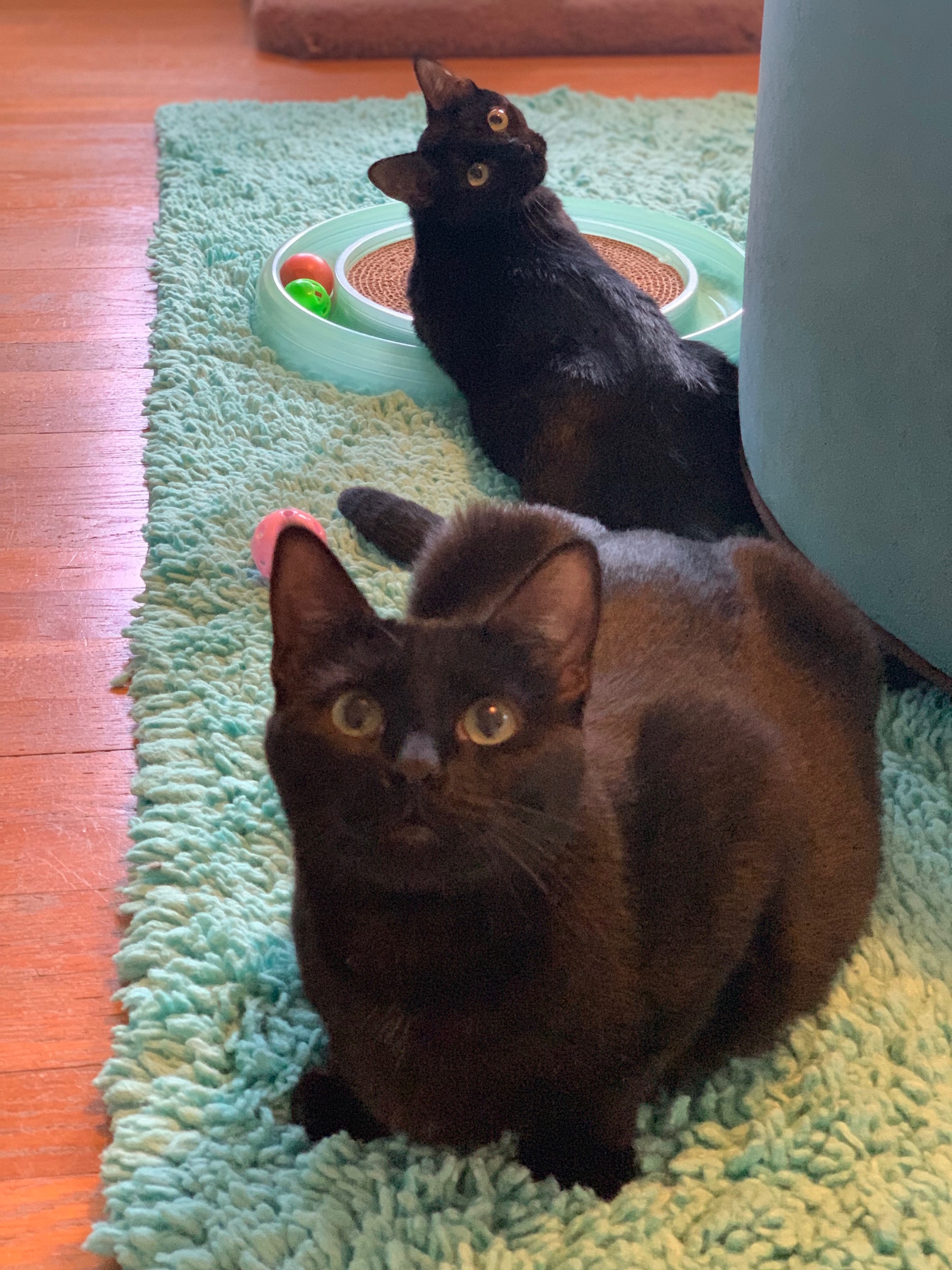 Enlarge Libby, a Adoptable mixed breed in Houston, TX image 5/12