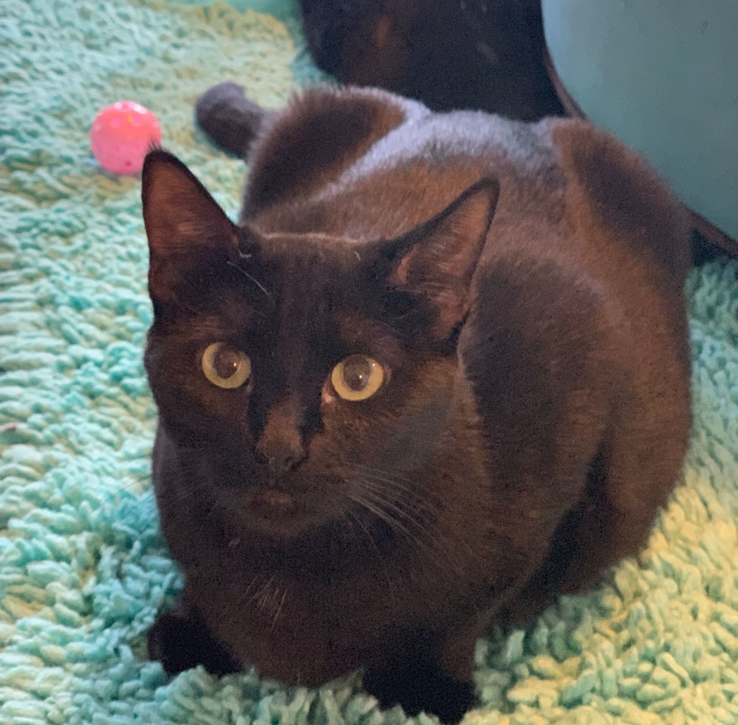 Enlarge Libby, a Adoptable mixed breed in Houston, TX image 6/12